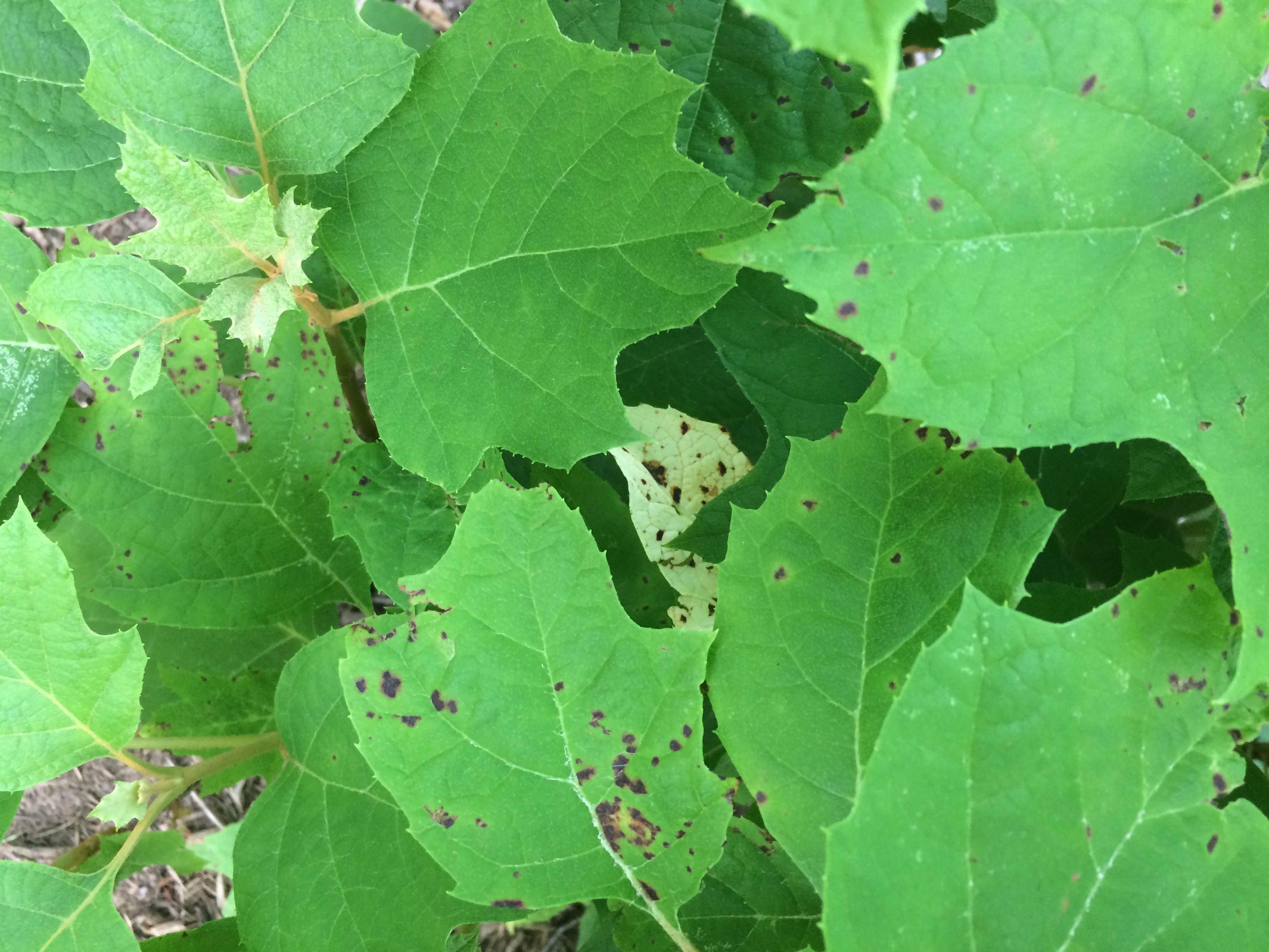 brown-spots-on-oakleaf-hydrangea-ask-extension