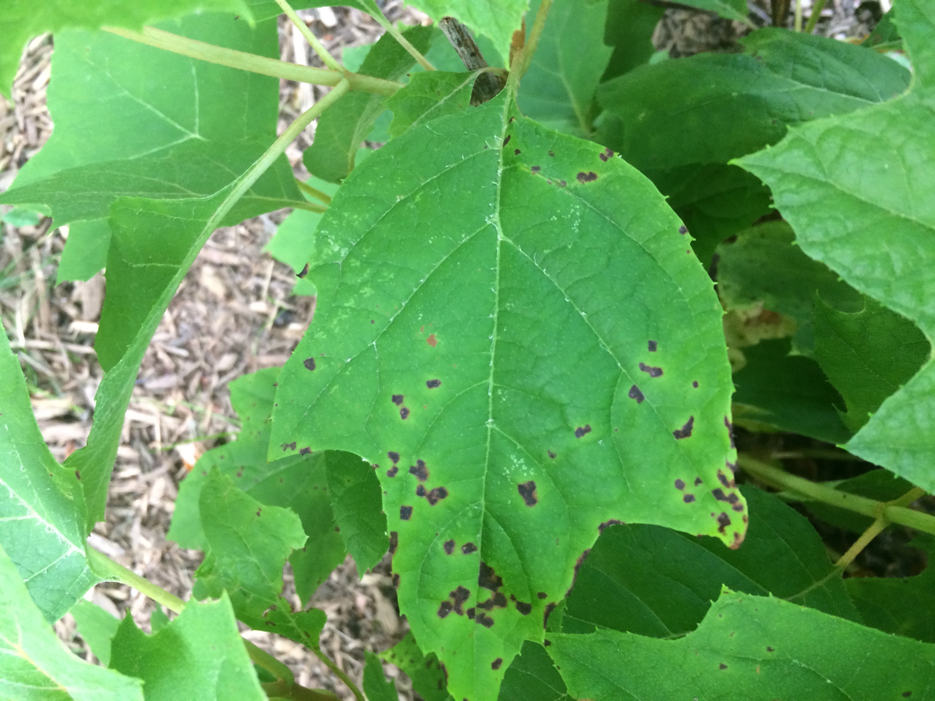 how-to-identify-and-treat-hydrangea-diseases-gardener-s-path