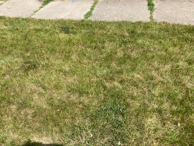 Dry Lawn - Ask Extension