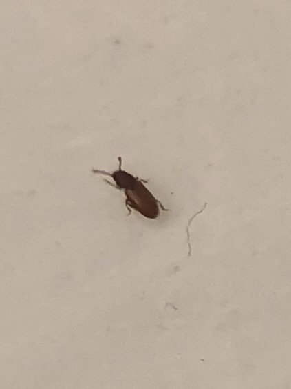 tiny red bugs in bathroom