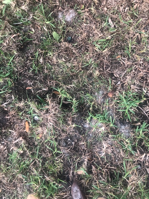 Growing in my St Augustine grass - Ask Extension