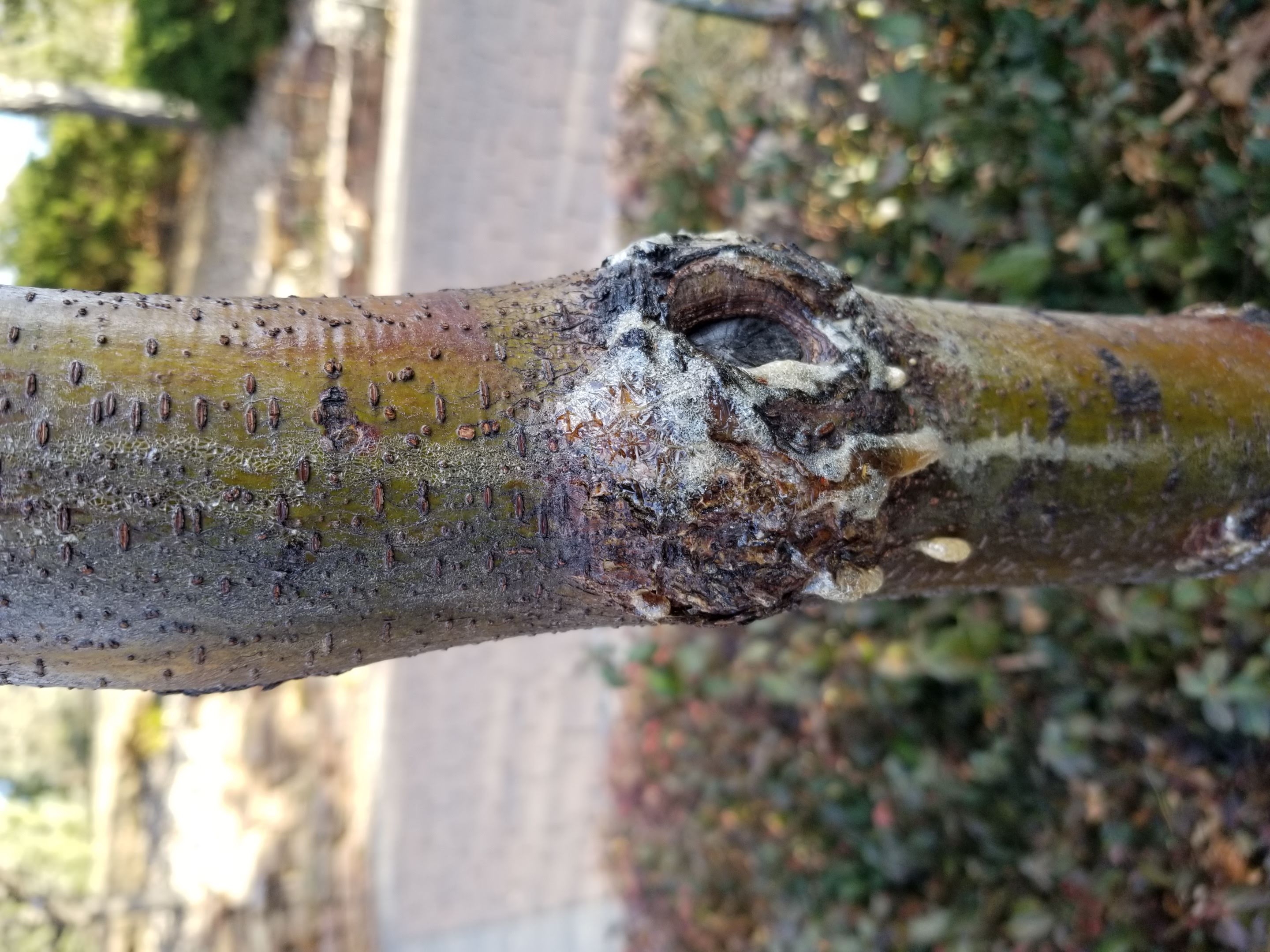 Honeylocust: sap oozing from trunk at natural wound points - Ask Extension