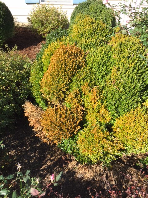 Dying BoxWood - Ask Extension