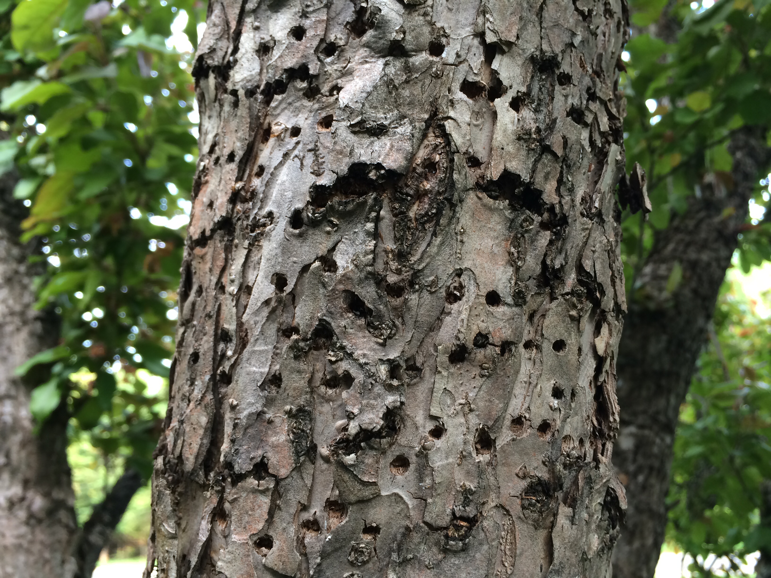 crabapple tree bark