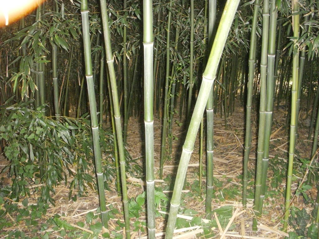 stop running bamboo - Ask Extension