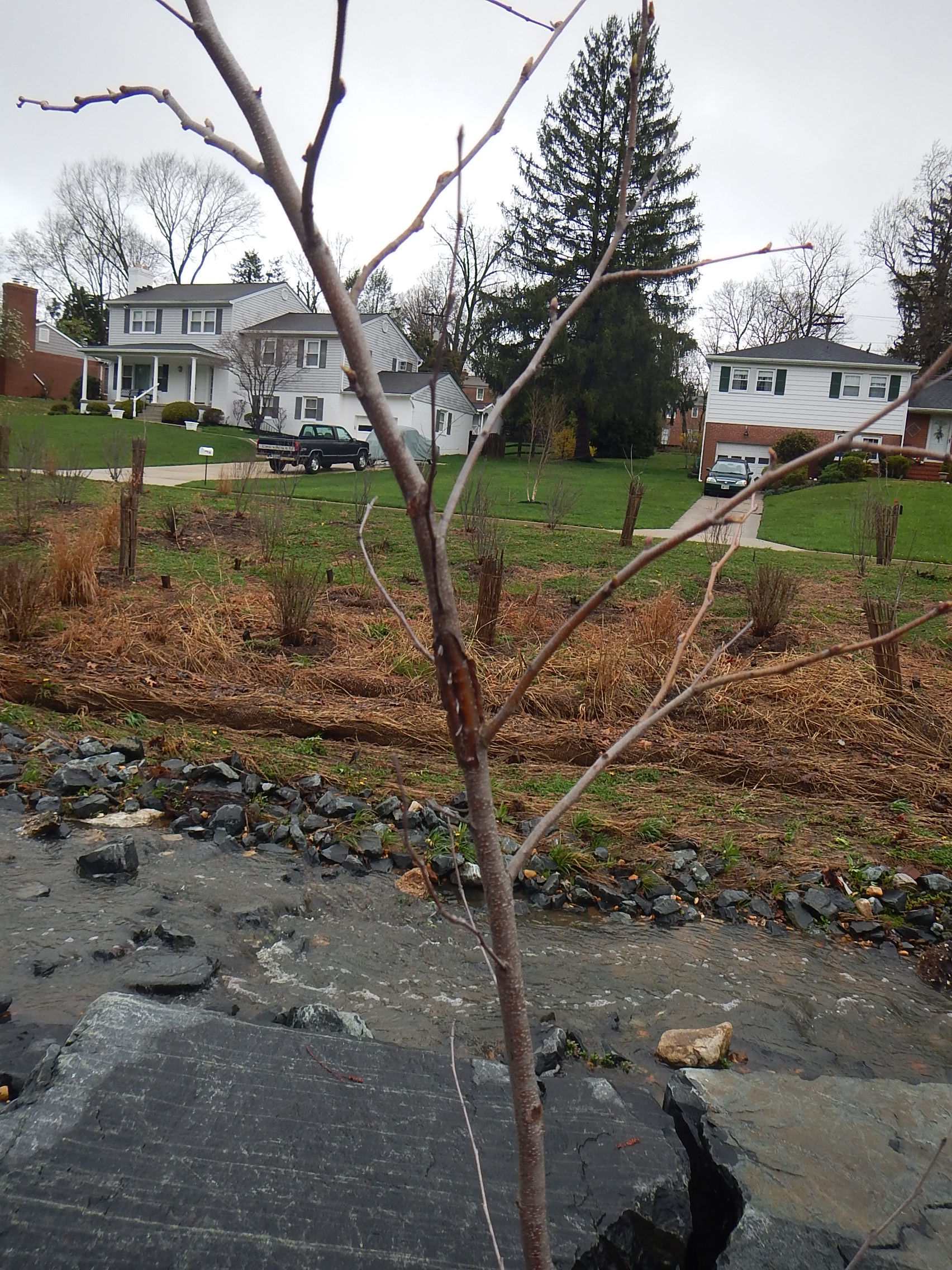 odd protrusions on a river birch - Ask Extension