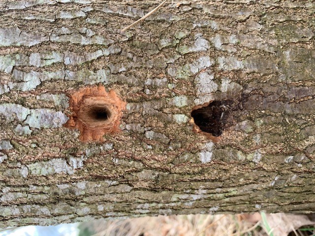 Pin oak trees with bark holes - Ask Extension