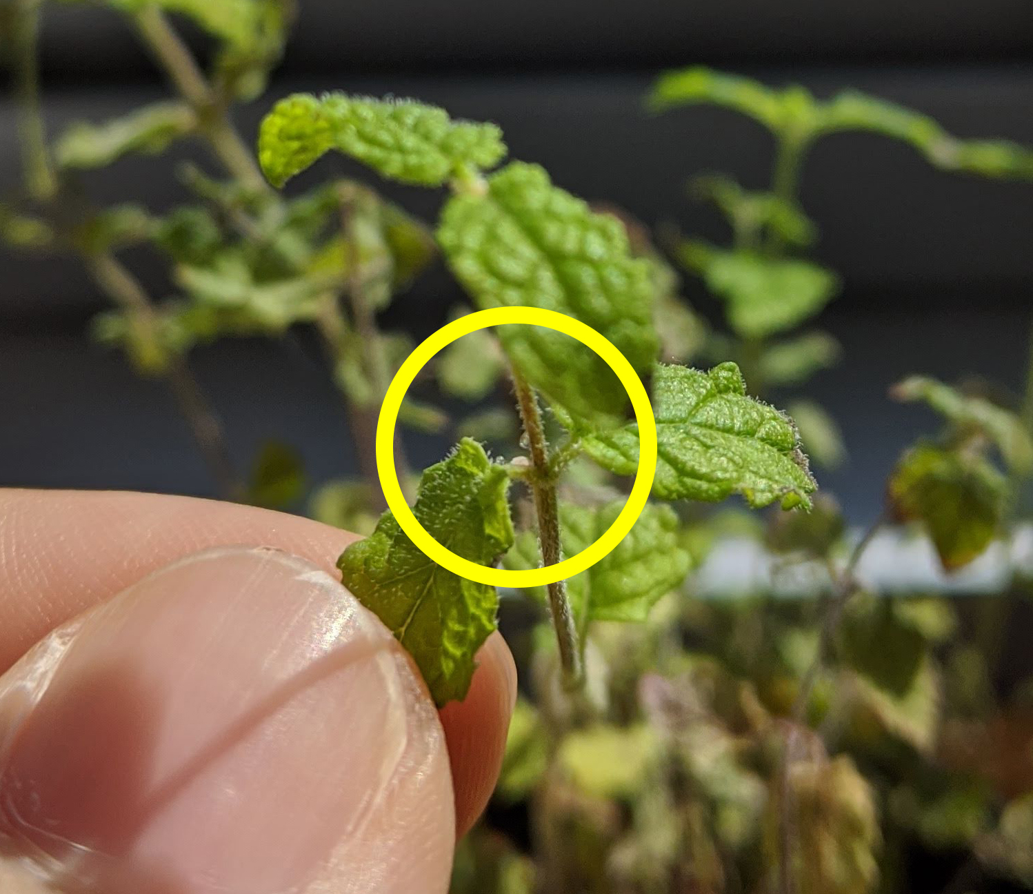 Whiteflies on Lavender and Mint? - Ask Extension