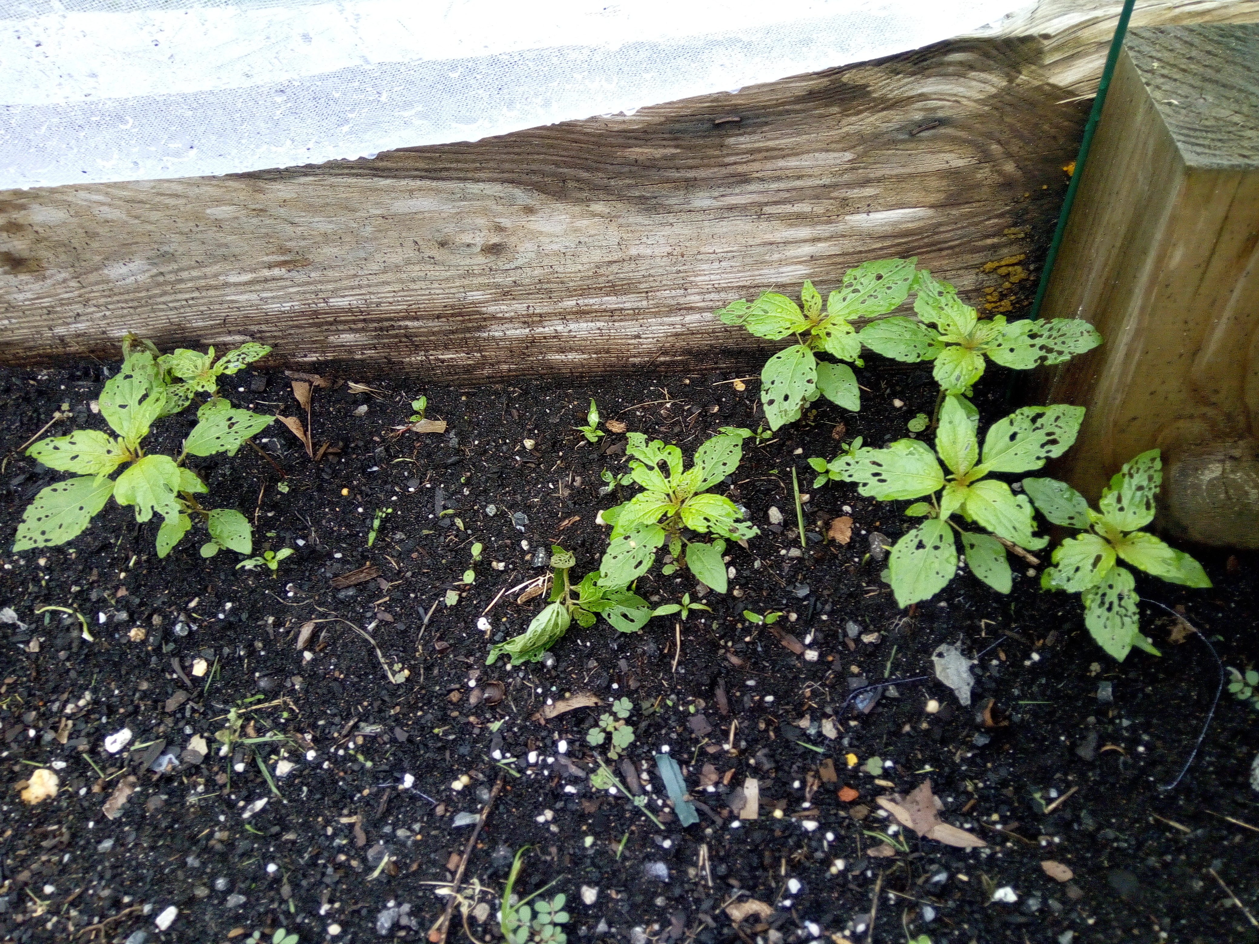 green chilli plant leaf