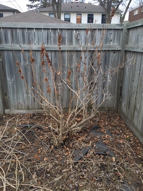 Is this a Burning Bush? Diseased? - Ask Extension