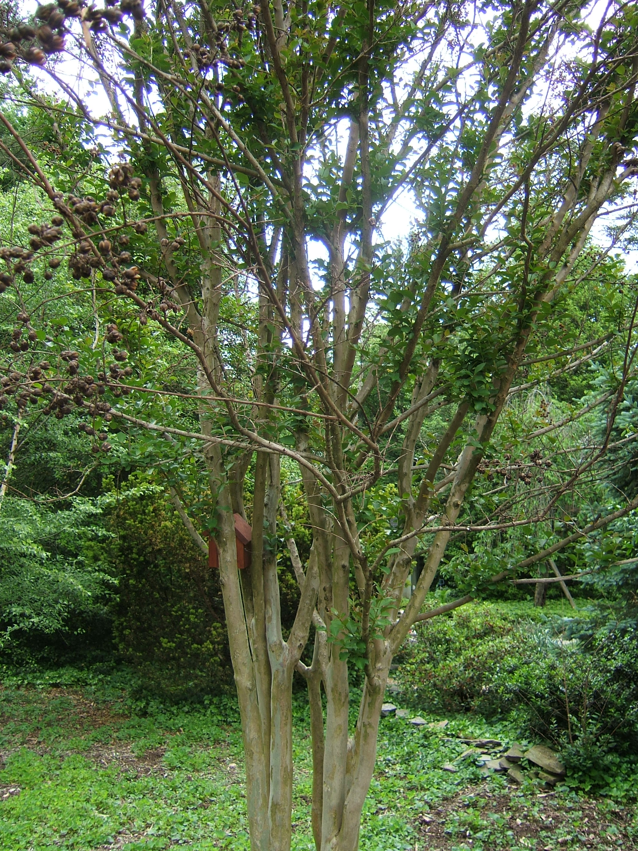 Crape Myrtle Die-back? - Ask Extension