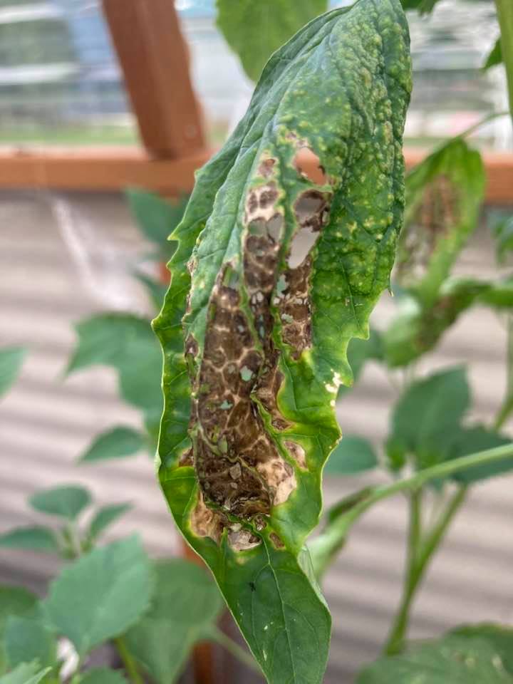 Tomatillo blight? - Ask Extension