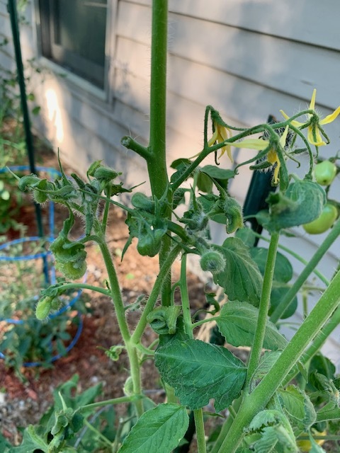 Tomato plant damage - Ask Extension