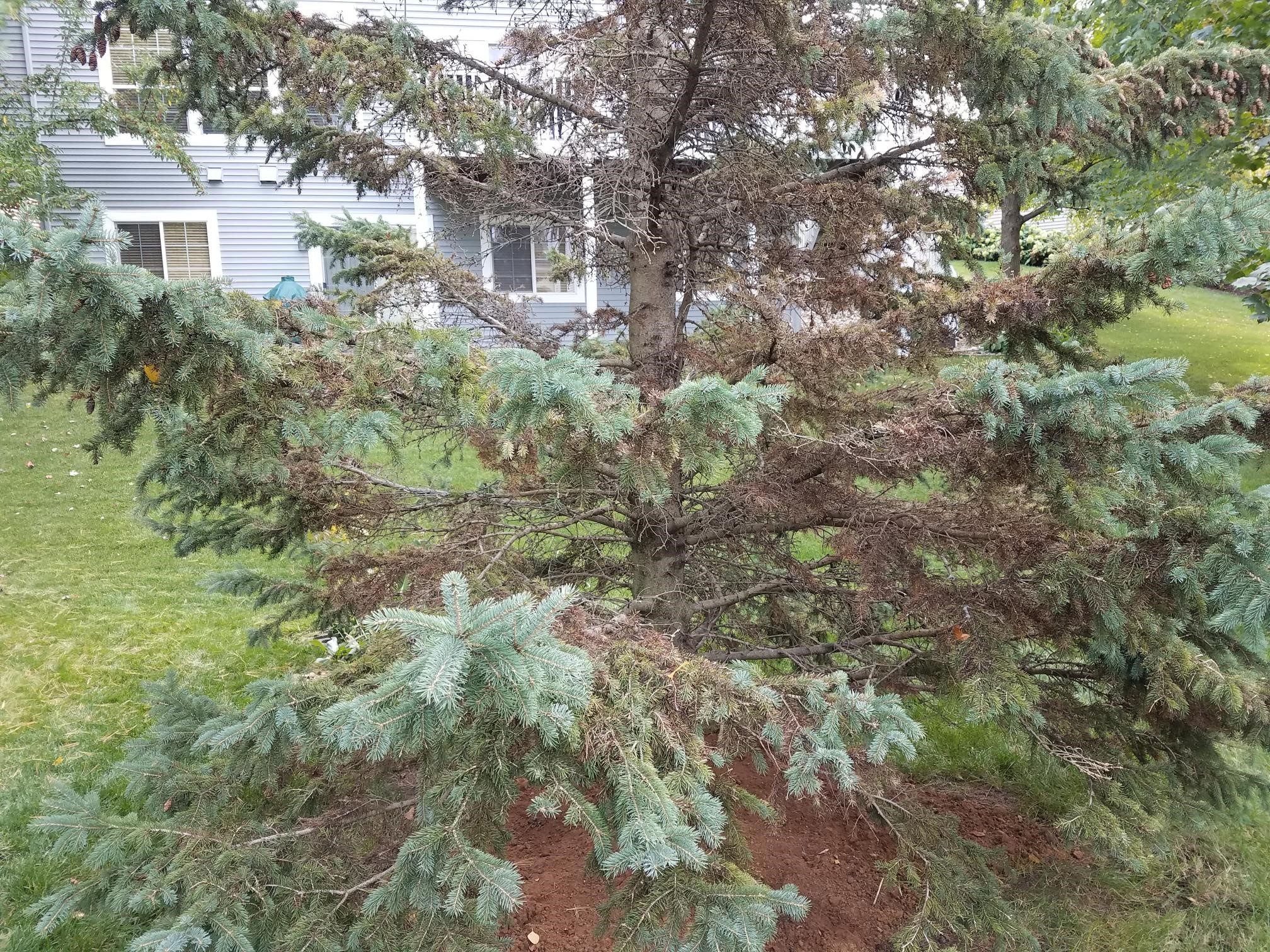 Dying Pine Tree - Ask Extension