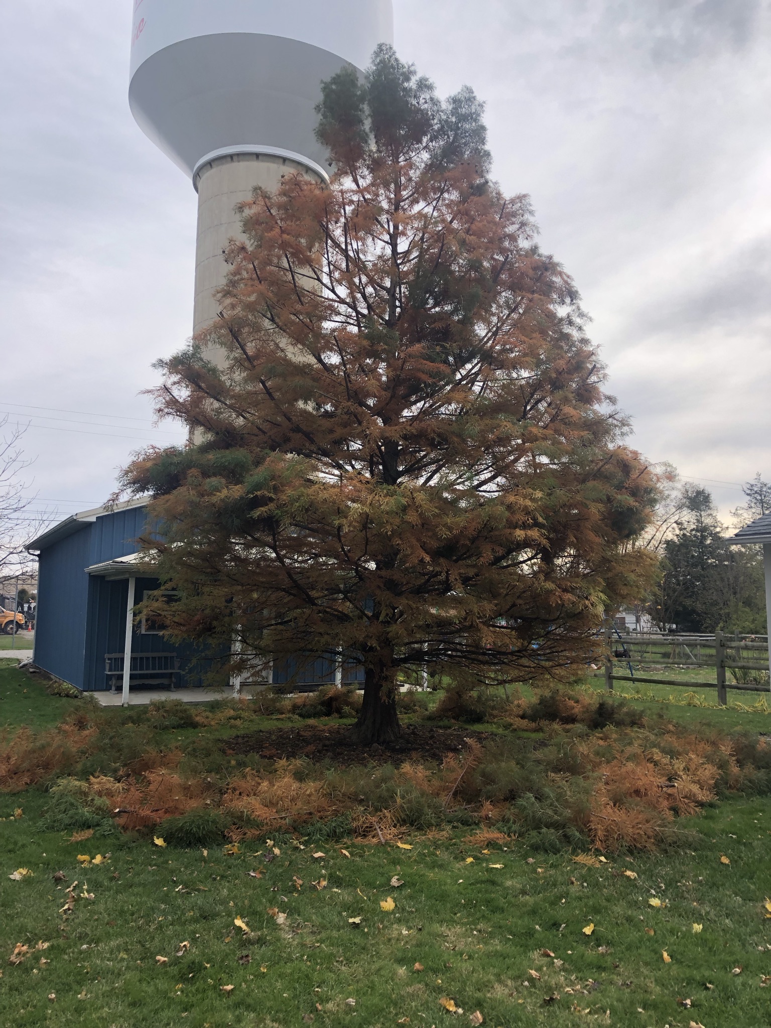 Roots above ground Dawn Redwood - Ask Extension