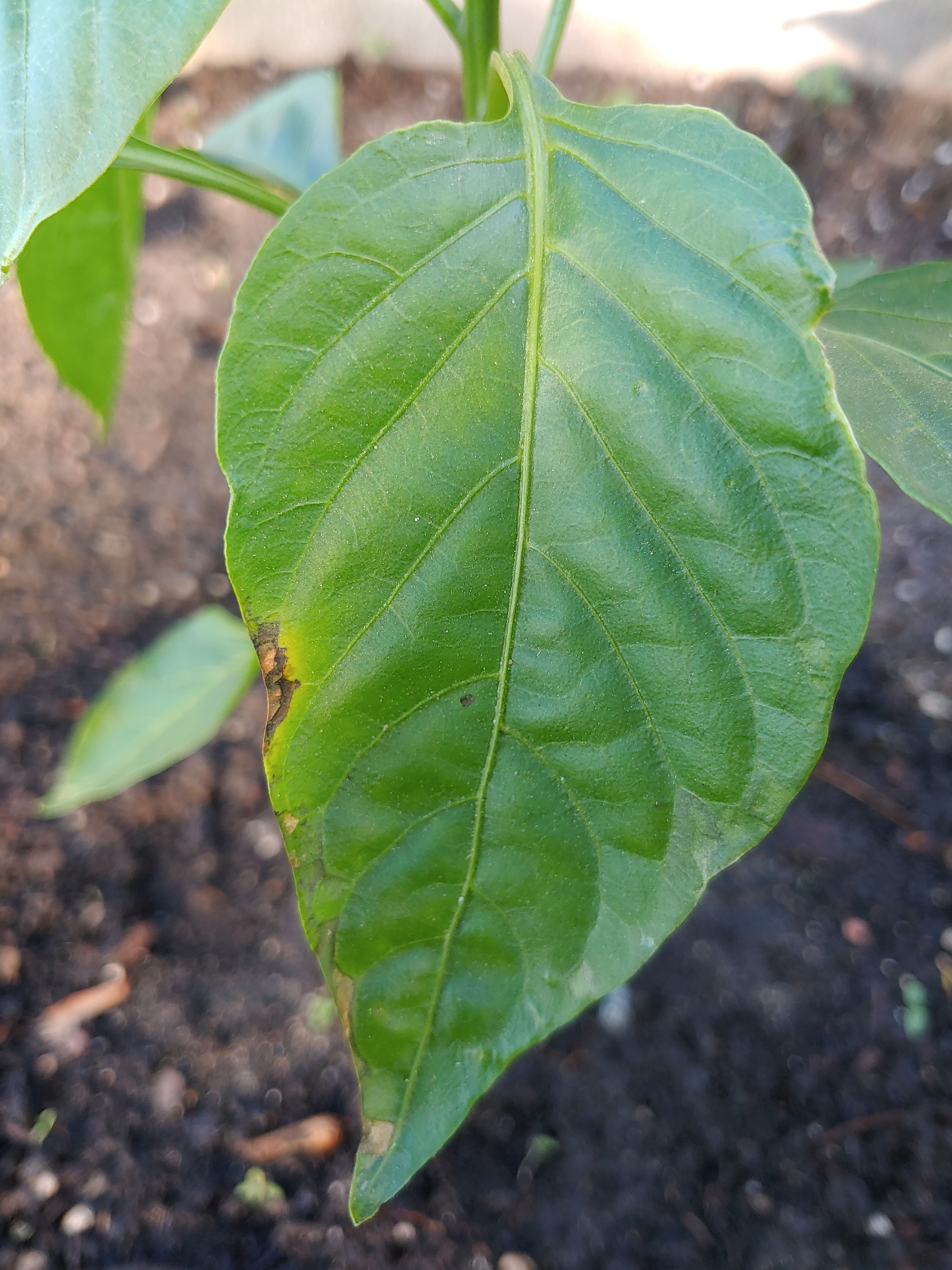 jalapeno pepper plant leaves