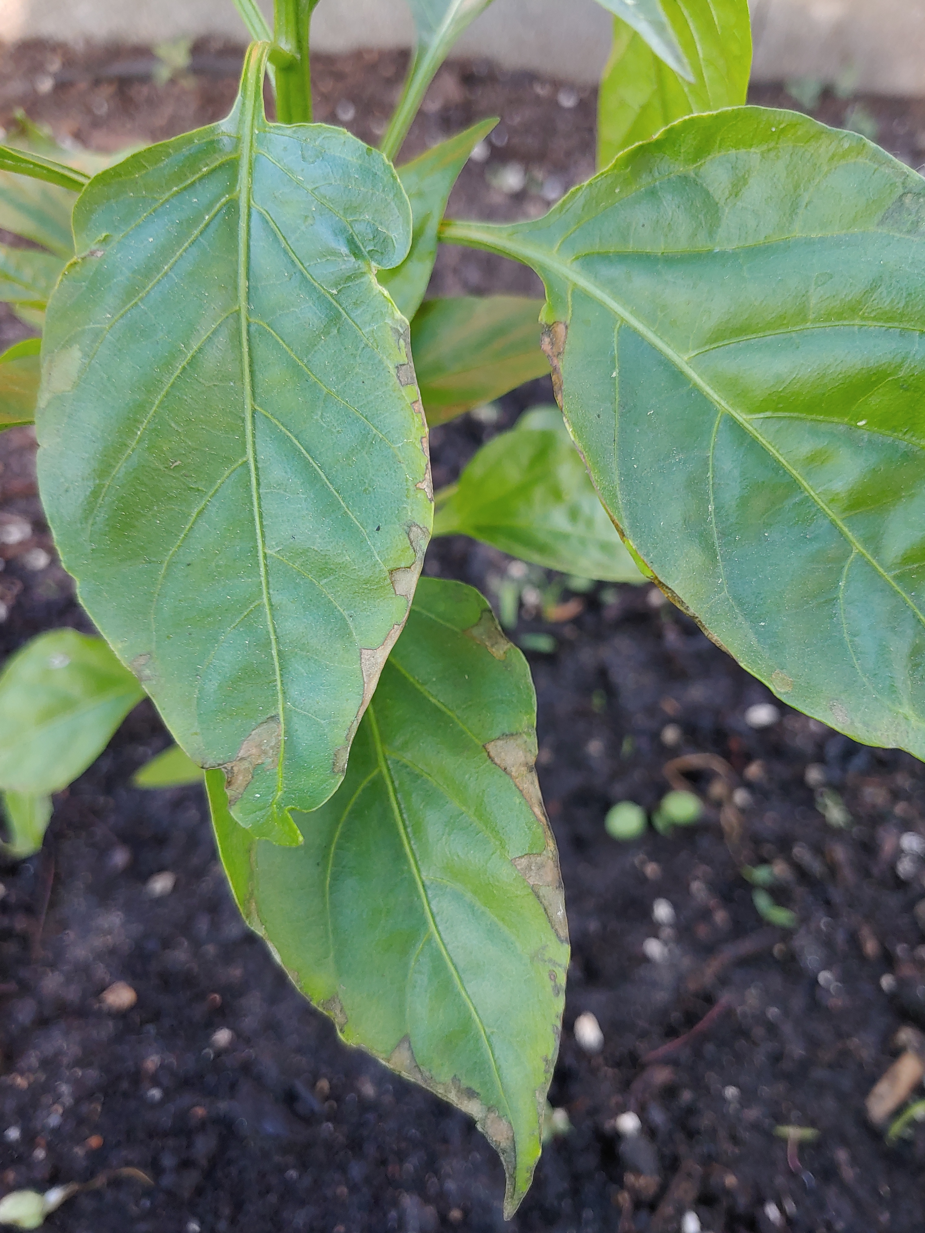 jalapeno pepper plant leaves