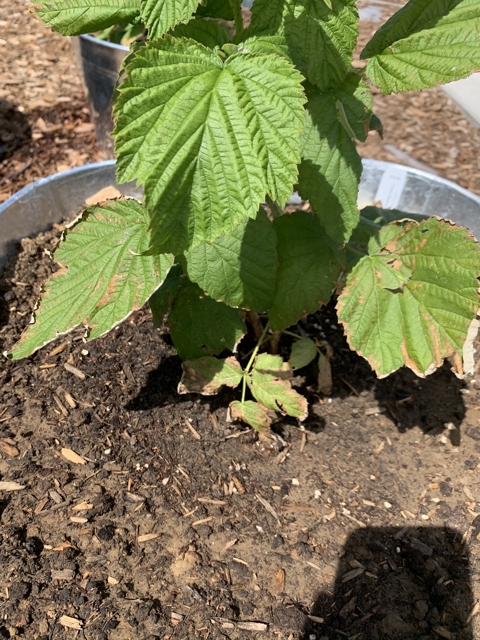 New raspberry bush problems - Ask Extension