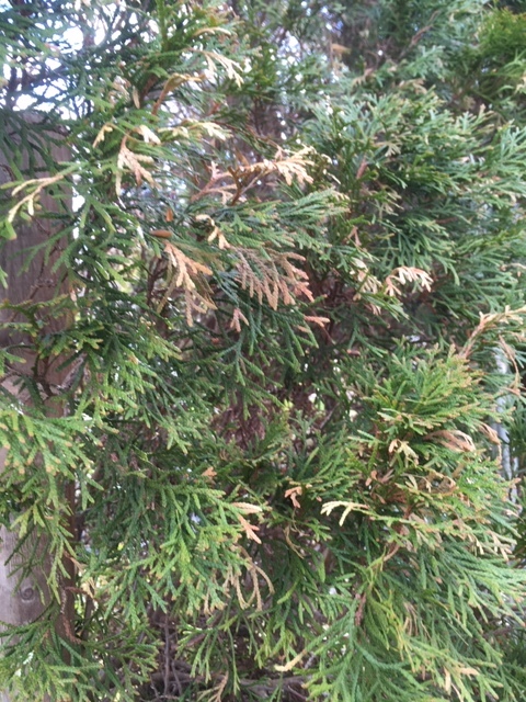 arborvitae brown tips - Ask Extension