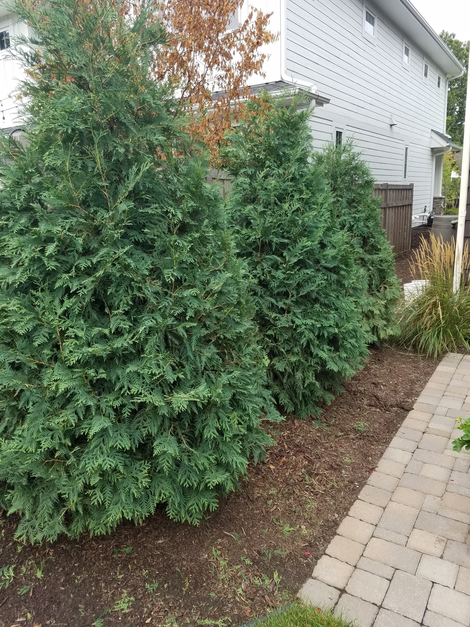 Young Techny Arborvitae Creating Large Amount of Seeds - Ask Extension