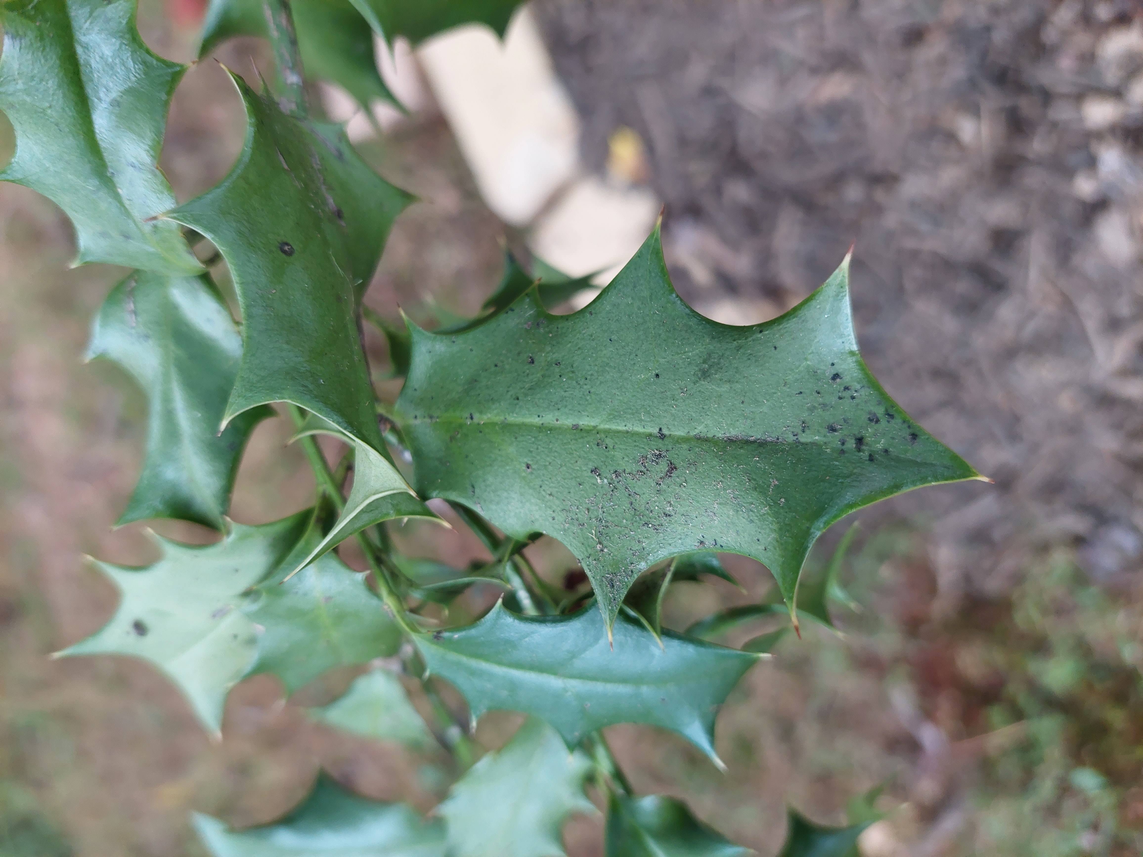 Spots on my azaleas and spots on a holly - Ask Extension