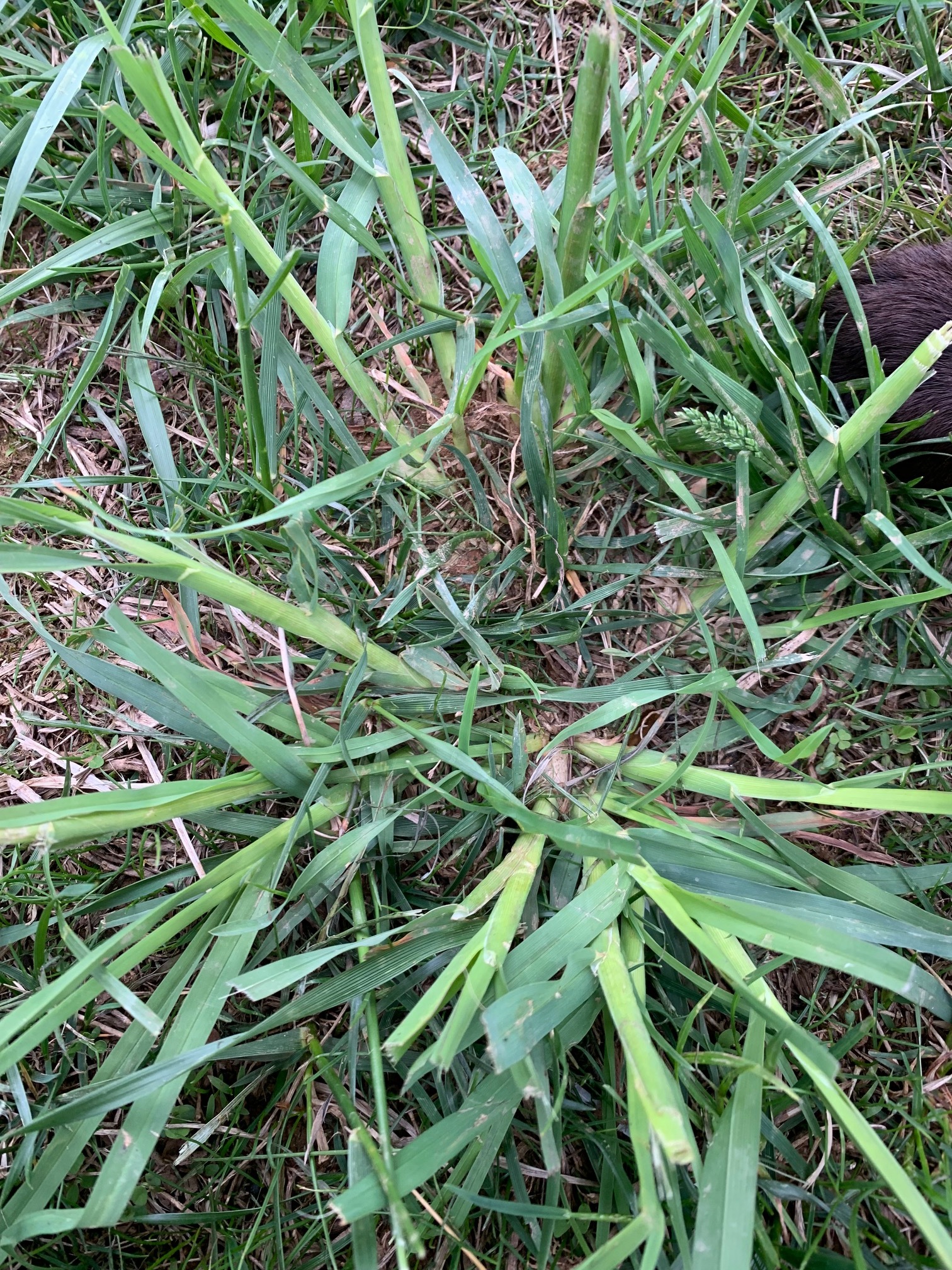 Weeds/Crabgrass - Ask Extension