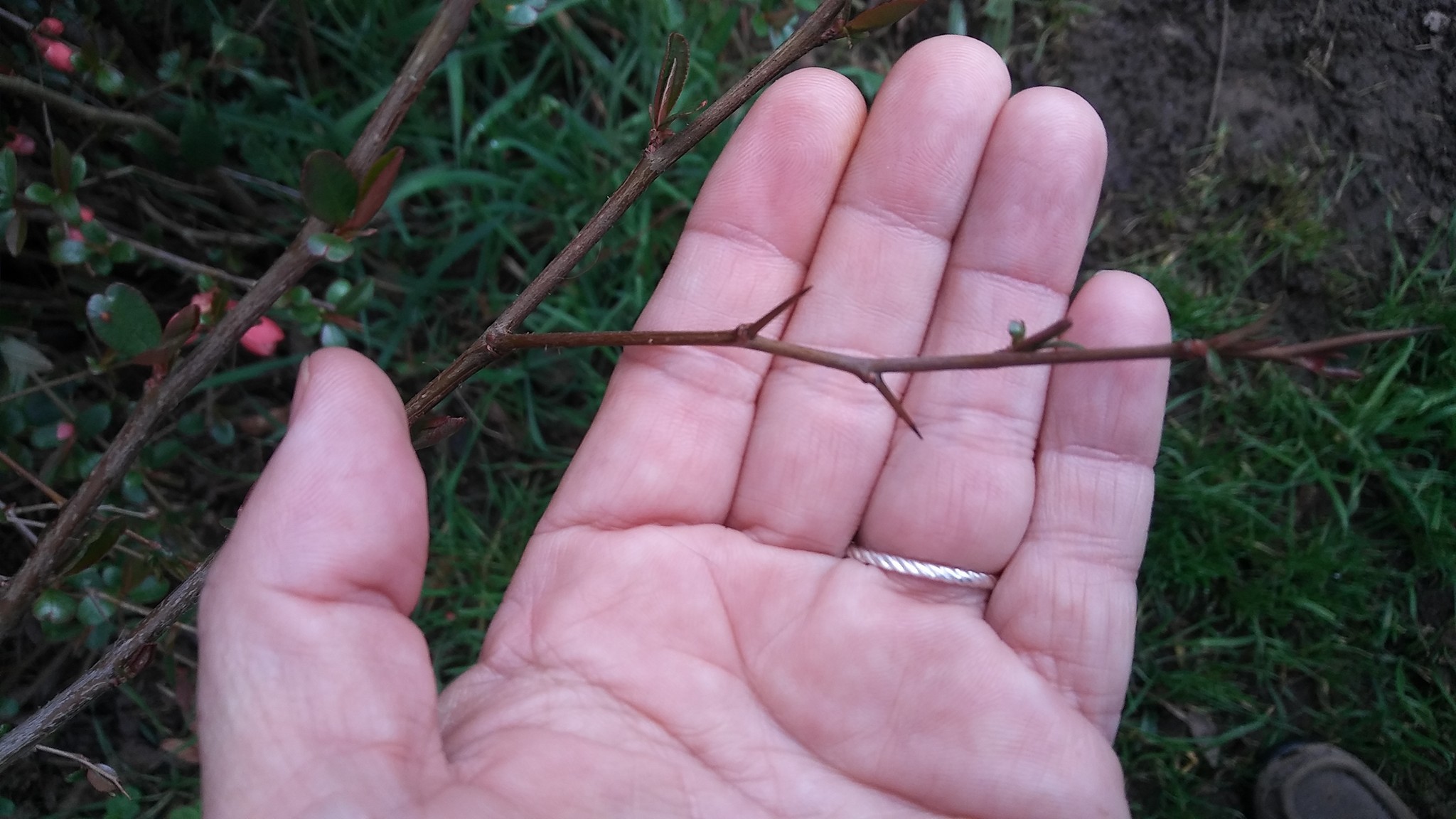 Mysterious Bush/Tree in my yard - Ask Extension