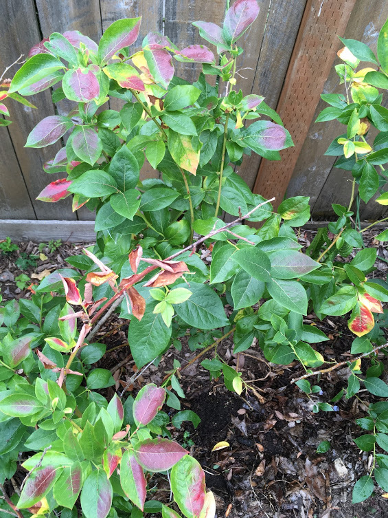 Blueberry leaves turning red and yellow Extension