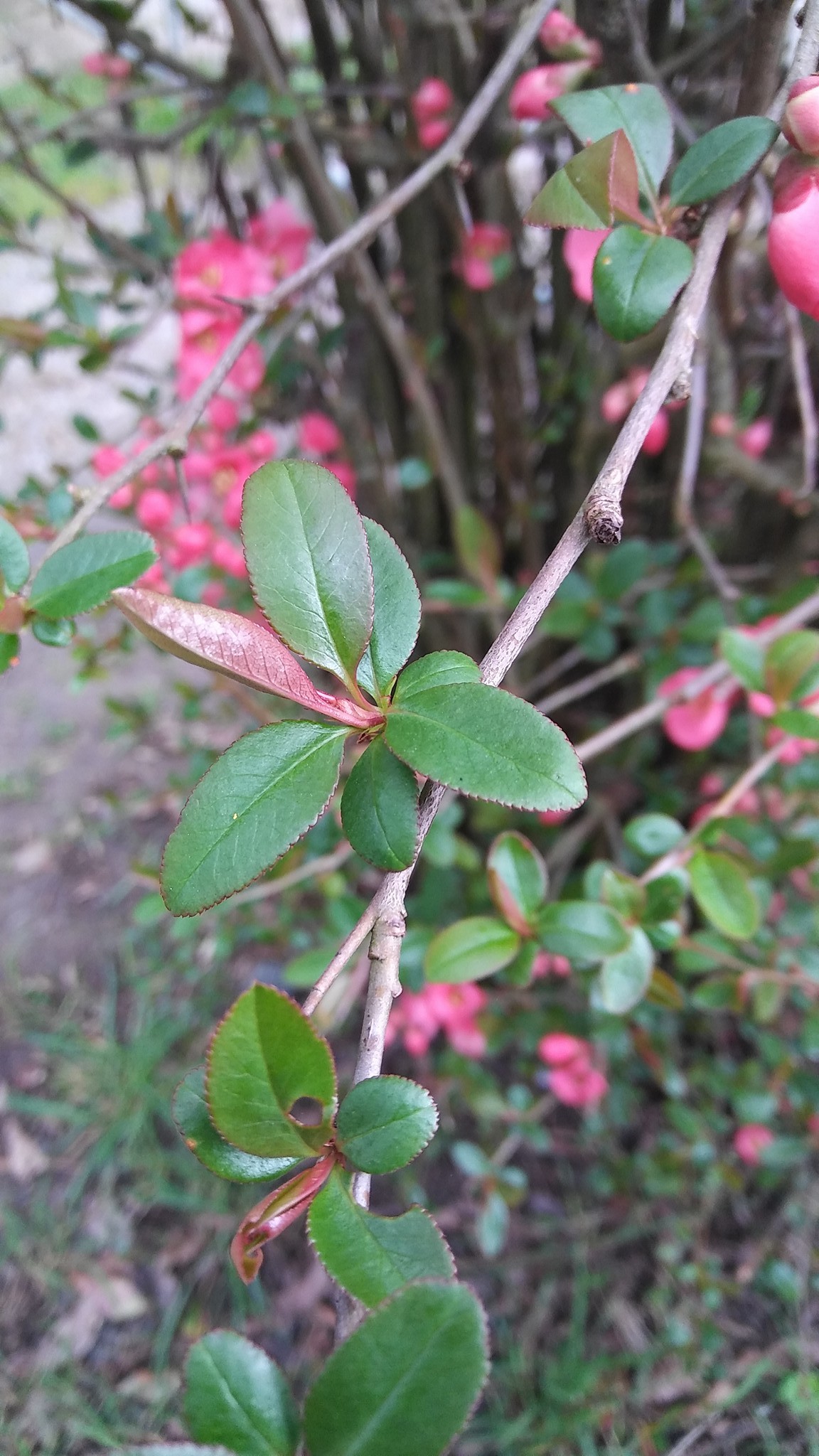 Mysterious Bush/Tree in my yard - Ask Extension