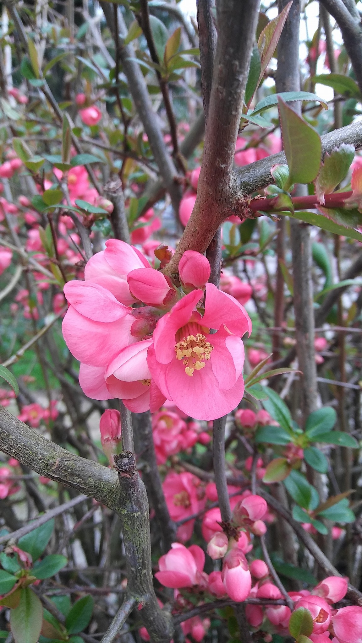 Mysterious Bush/Tree in my yard - Ask Extension