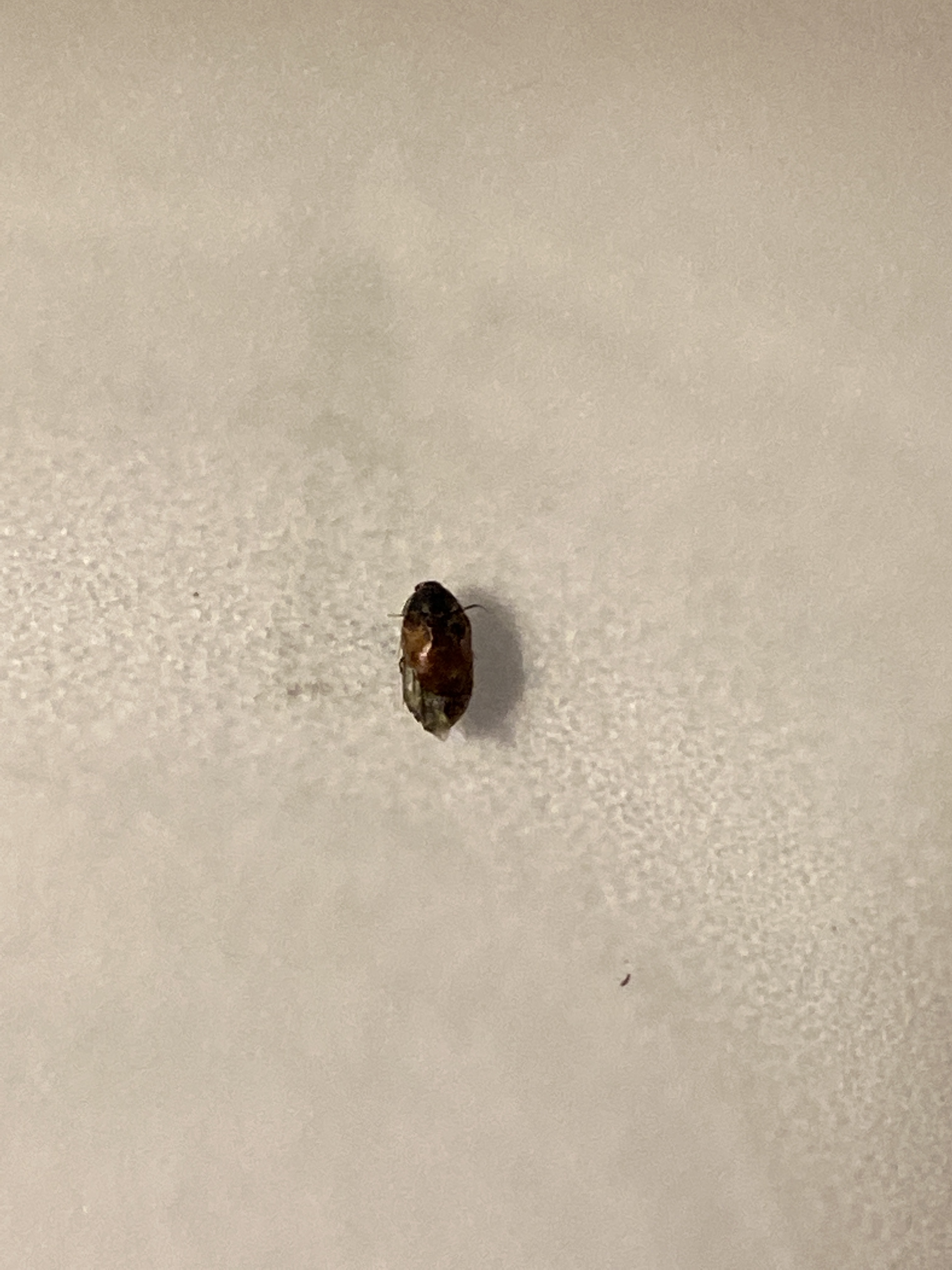 Very tiny bug with wings - Ask Extension