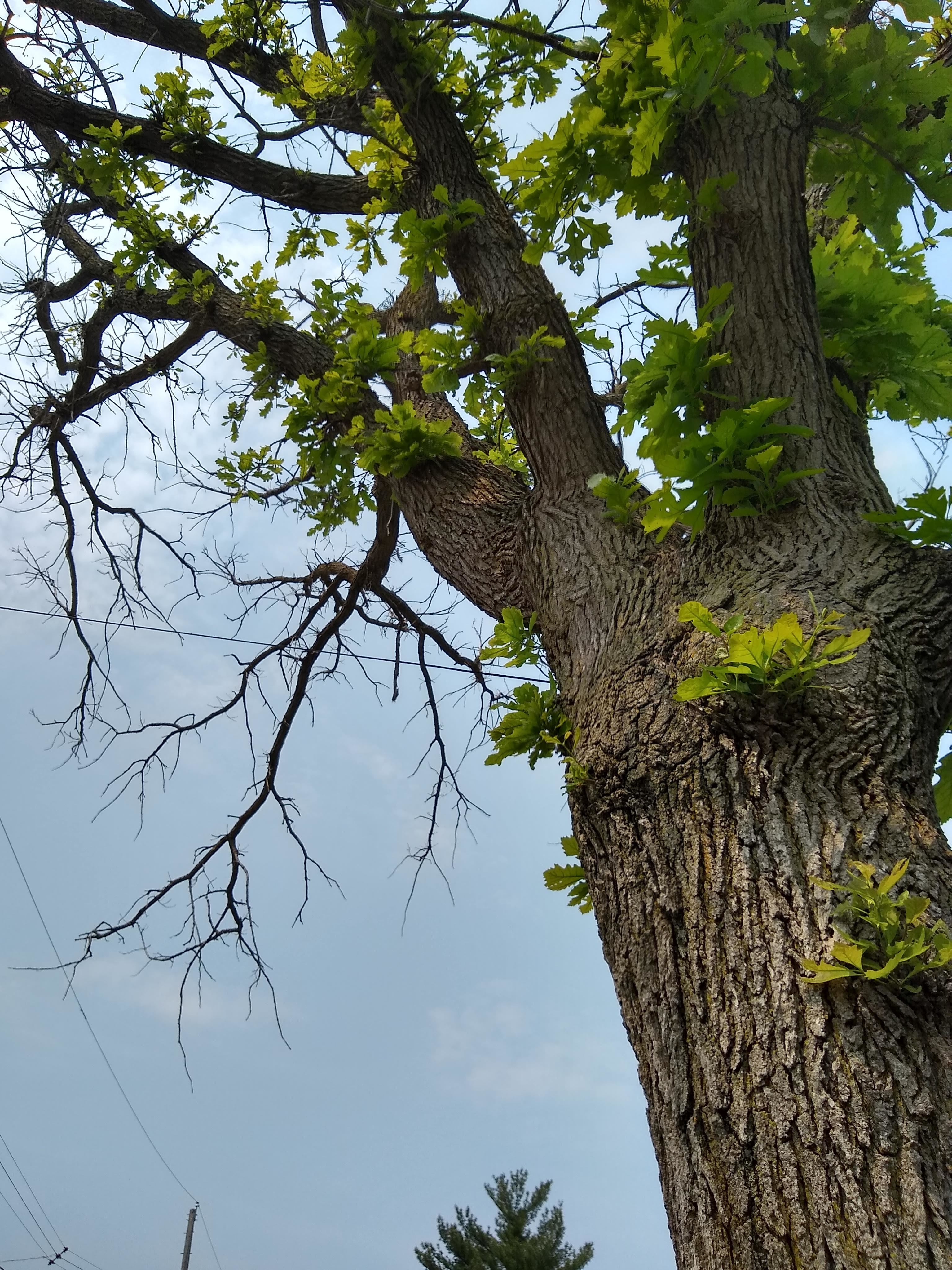 Oak Tree Is Dying Ask Extension