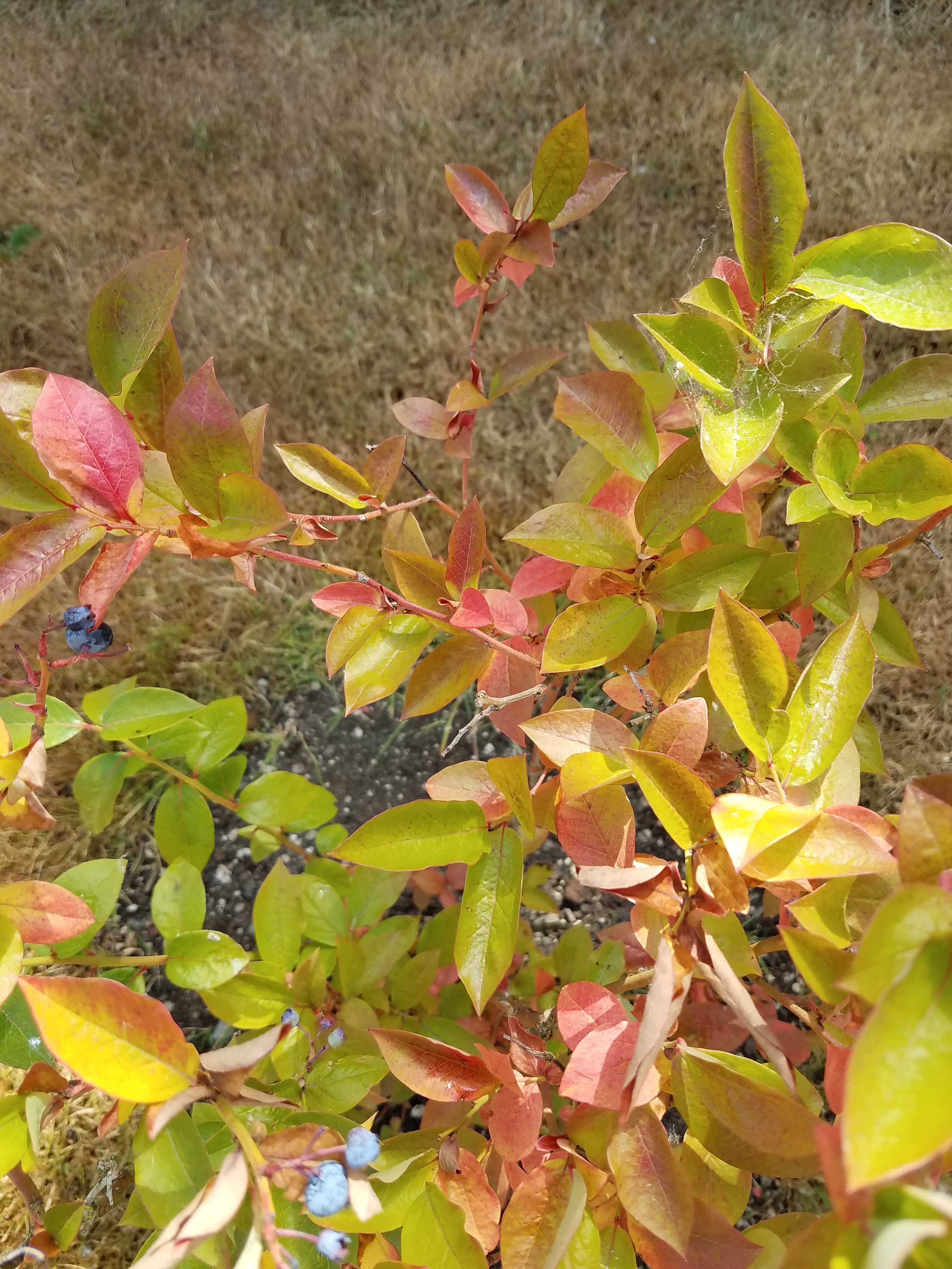 Blueberry plants with red leaves -