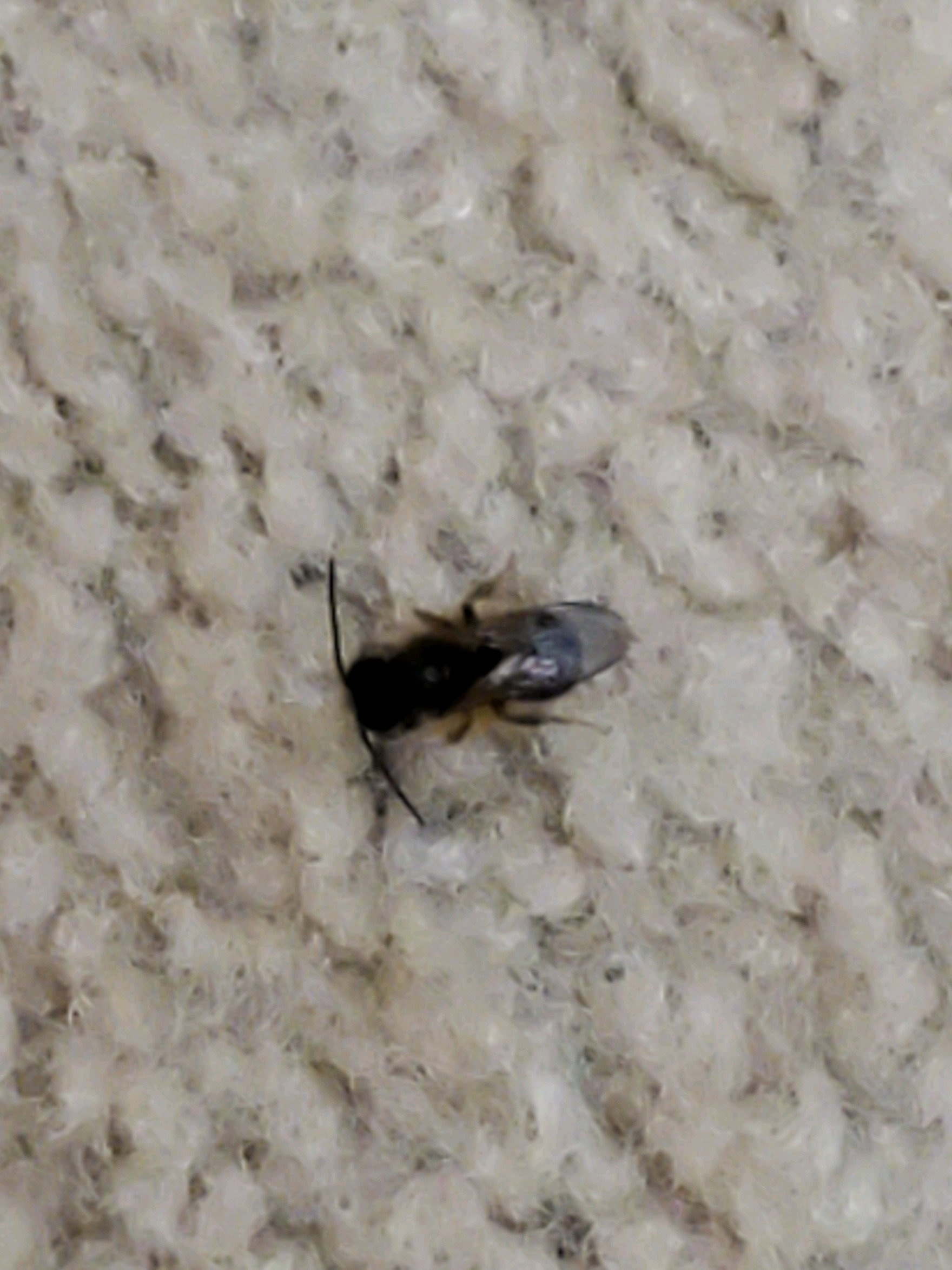 Unidentified bug in my home - Ask Extension