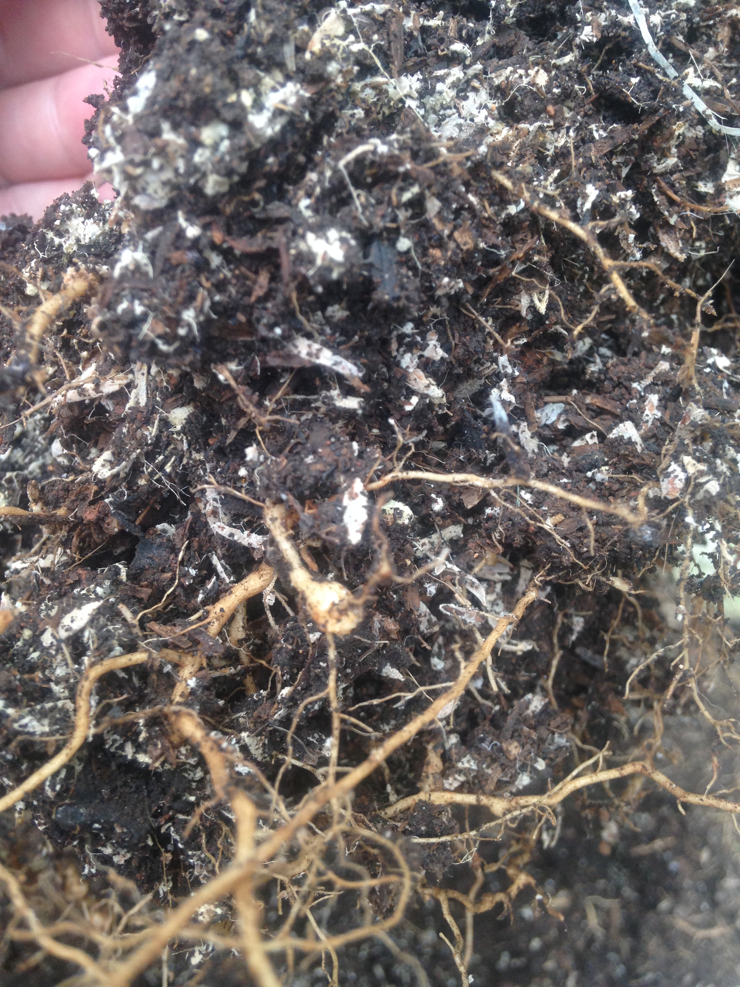 White stuff in soil Extension