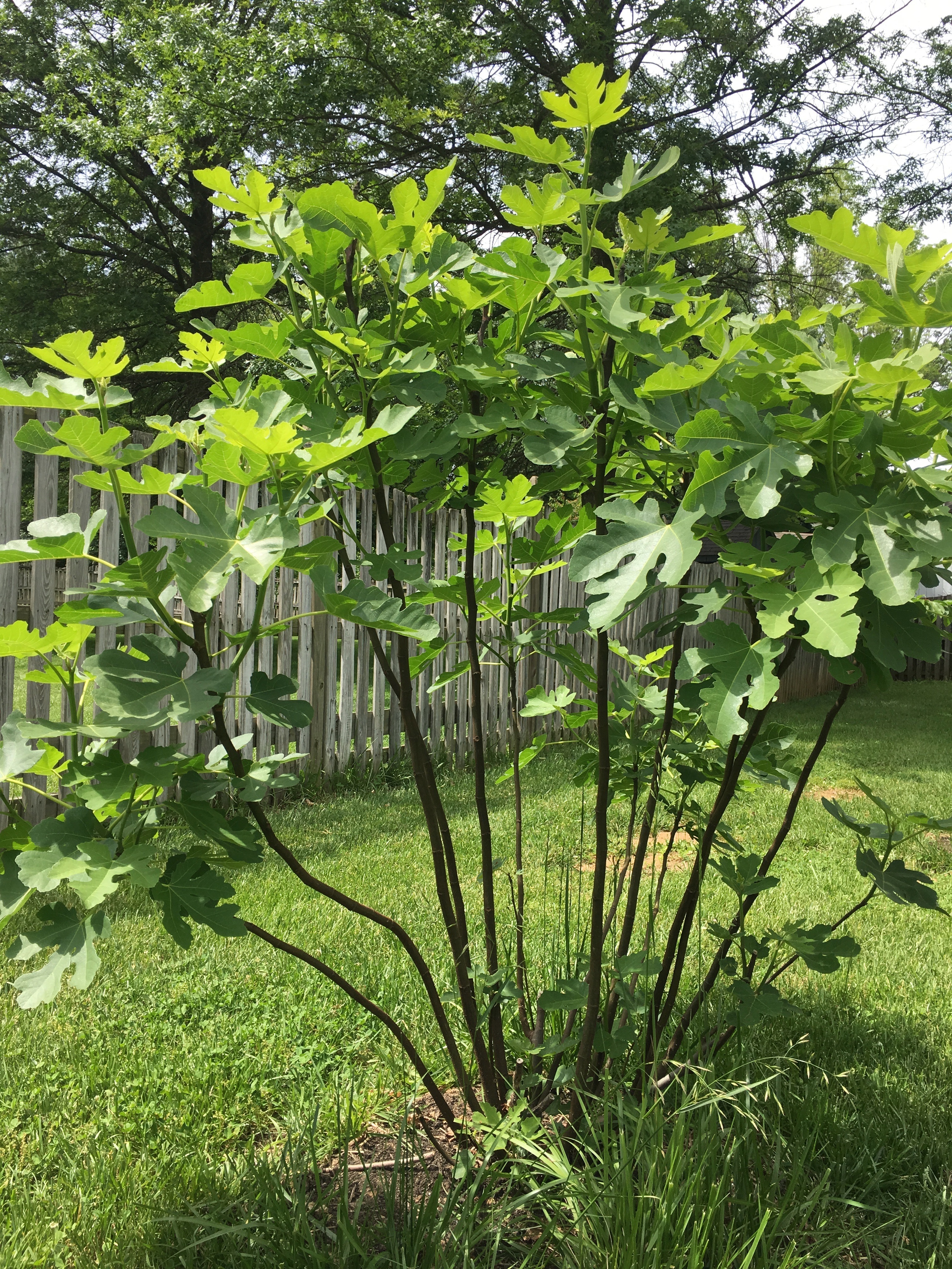Should I prune tree - Ask Extension