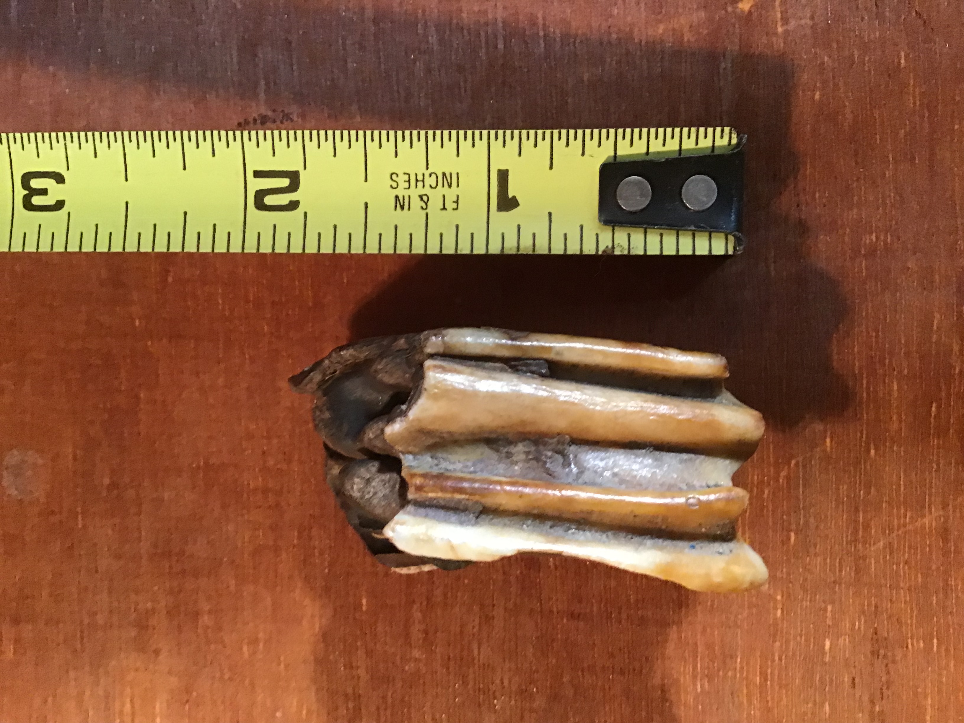 Is this a bison tooth or something else? - Ask Extension