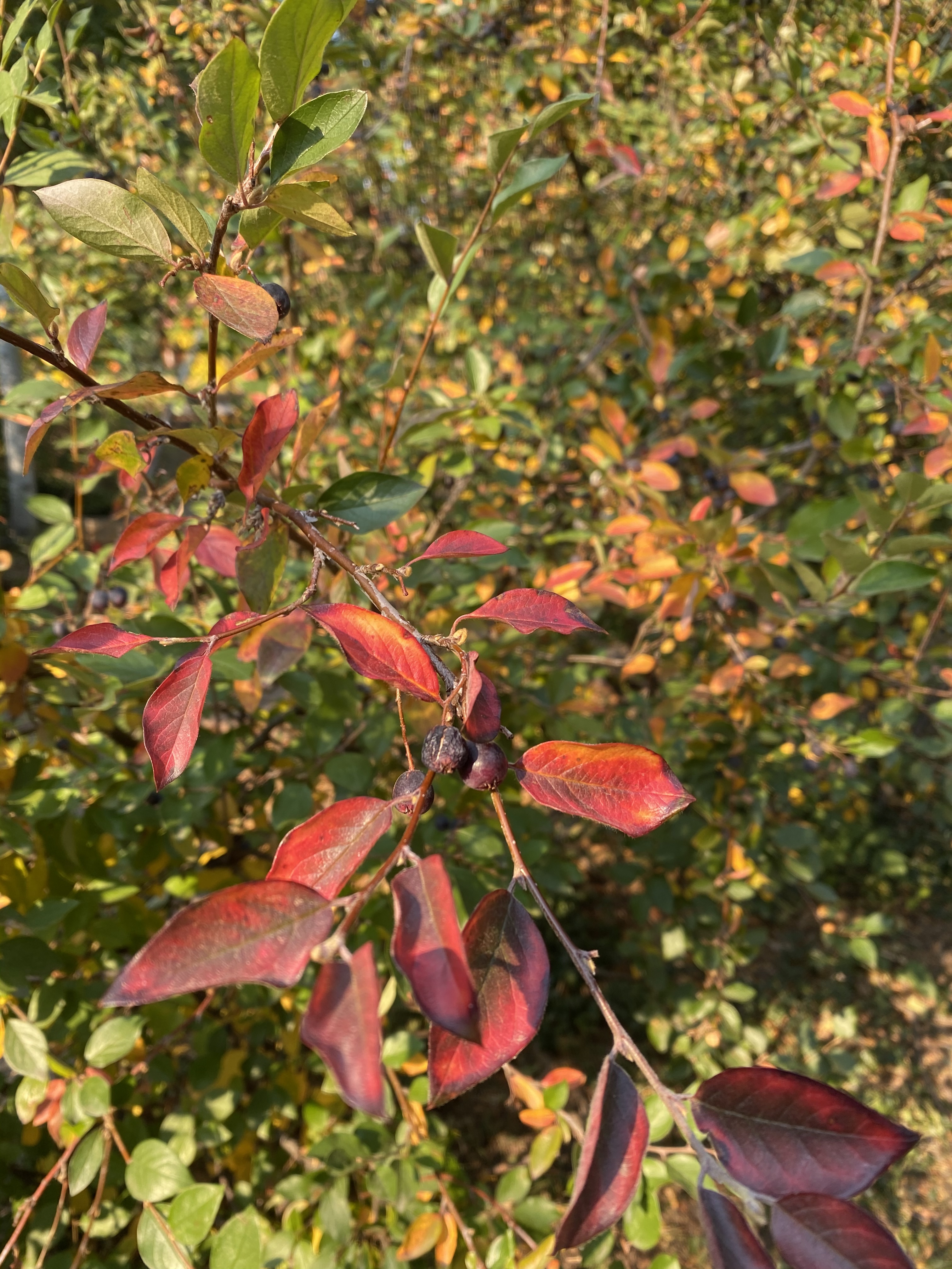 are blueberry plants toxic to dogs