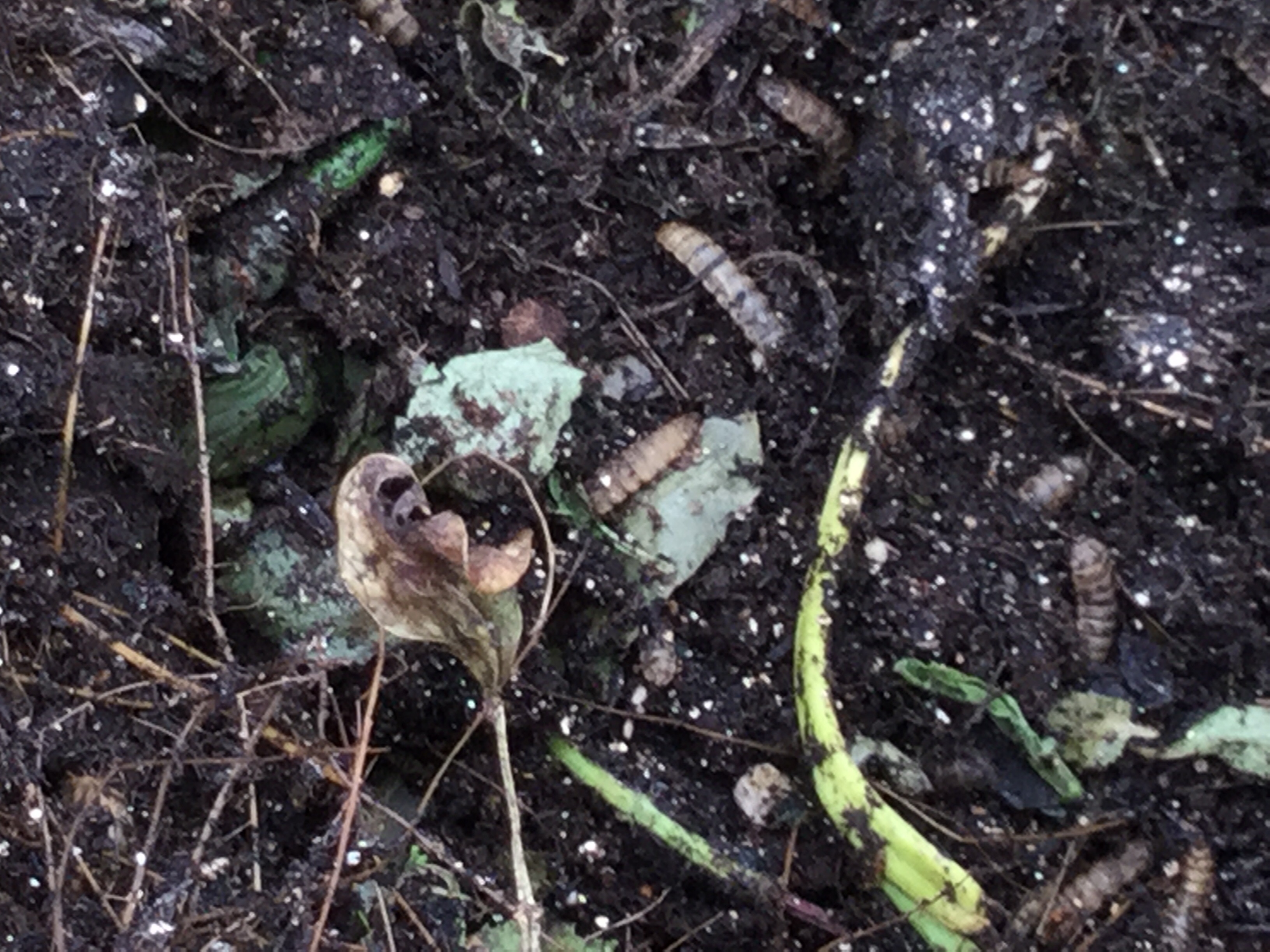 What are these grubs? - Ask Extension