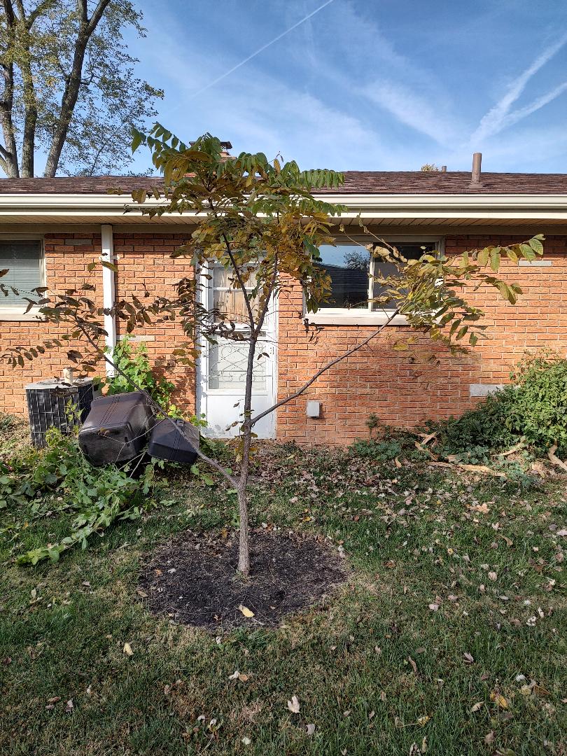 Transplanting a black walnut tree - Ask Extension