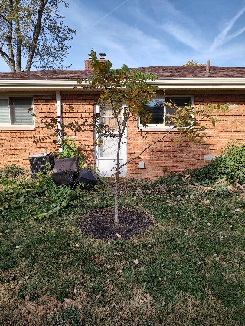 Transplanting a black walnut tree - Ask Extension