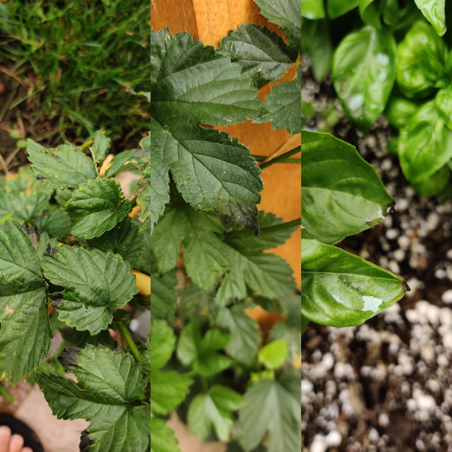 Black Tips Forming On Plants - Ask Extension