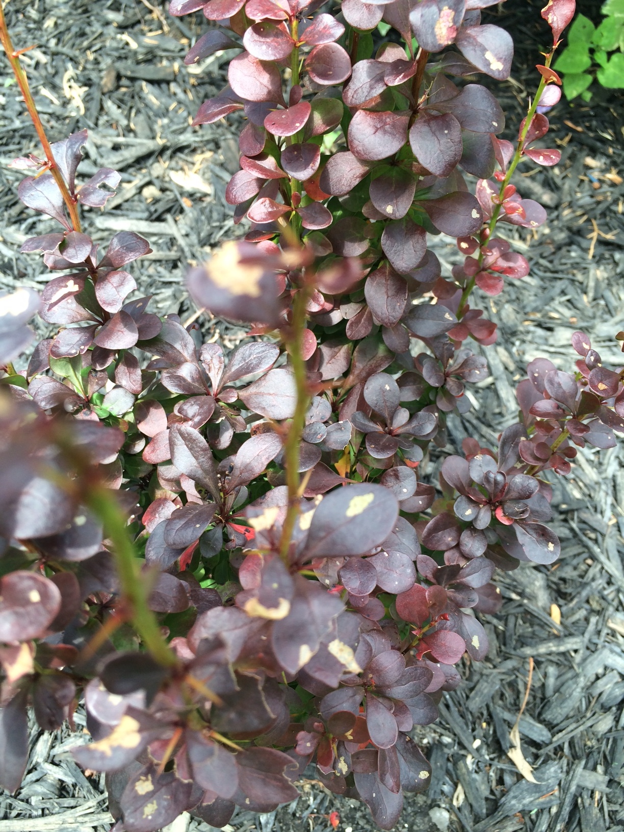 What Is Causing Brown Spots On My Barberry? - Ask Extension