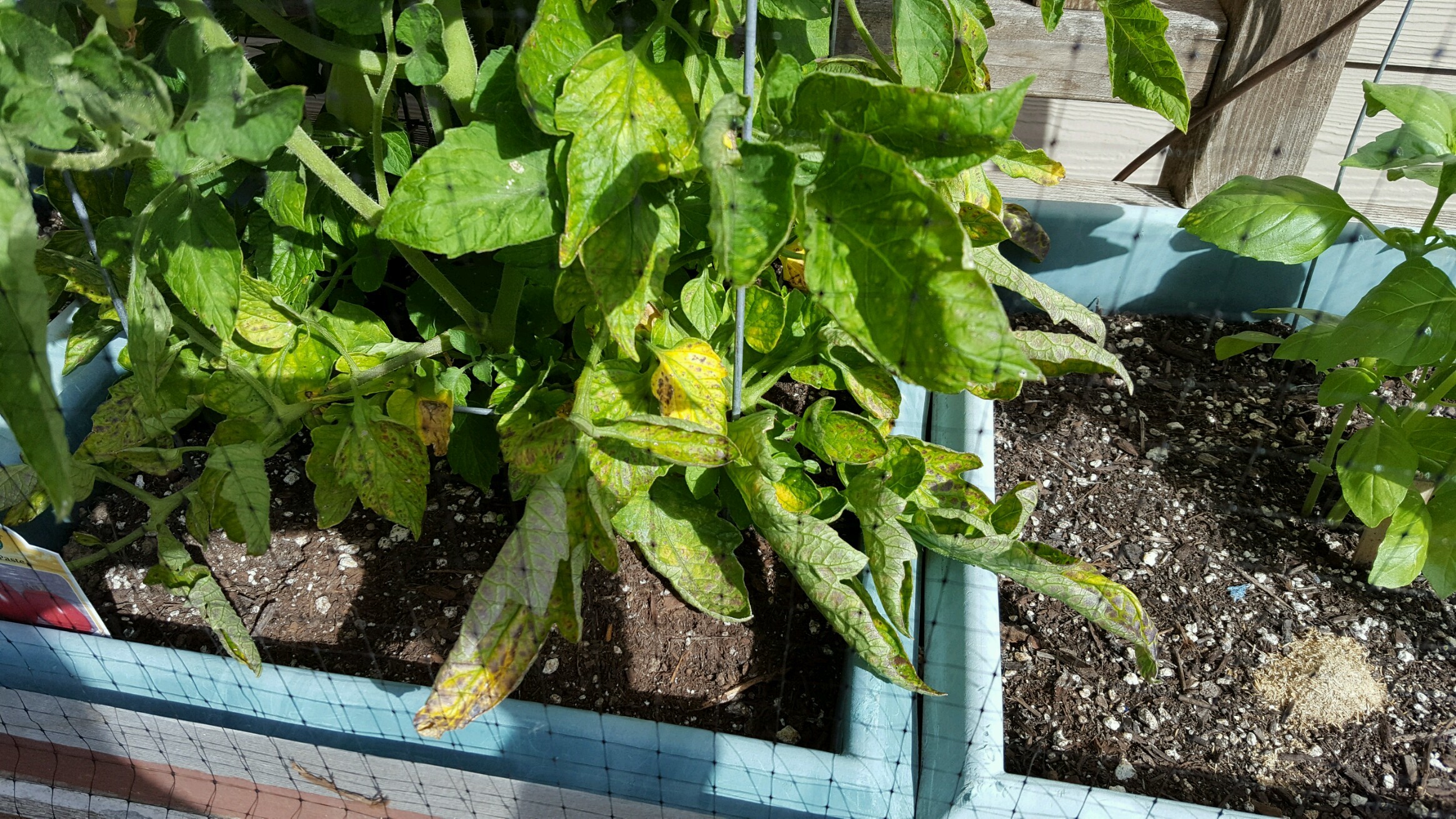 Tomato Plants Wilting Ask Extension 0198