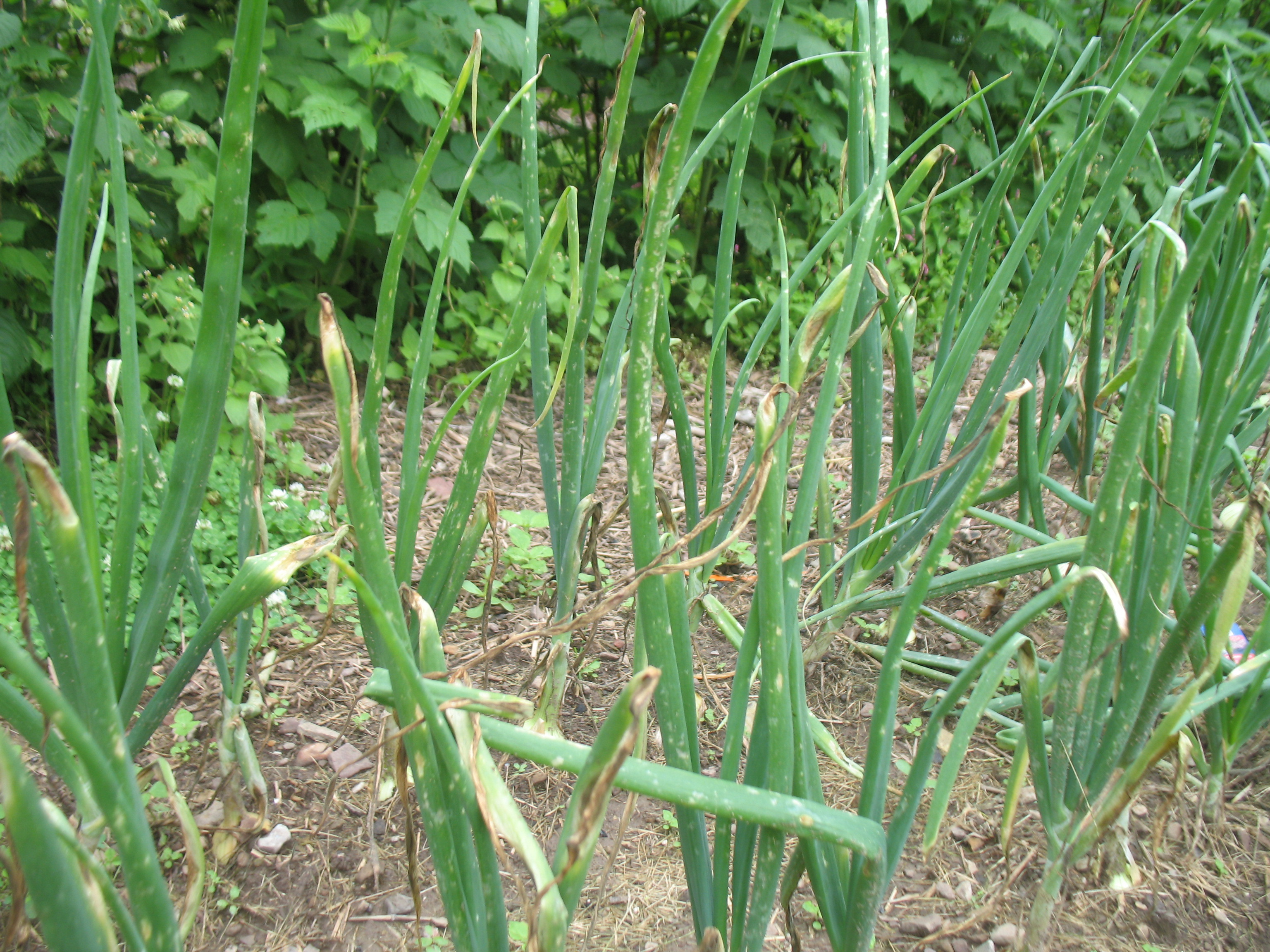 Onion Plants Not Doing Well - Ask Extension