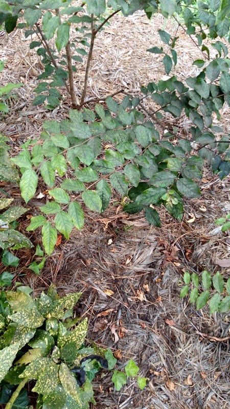 Strange fungus on crepe myrtles - Ask Extension