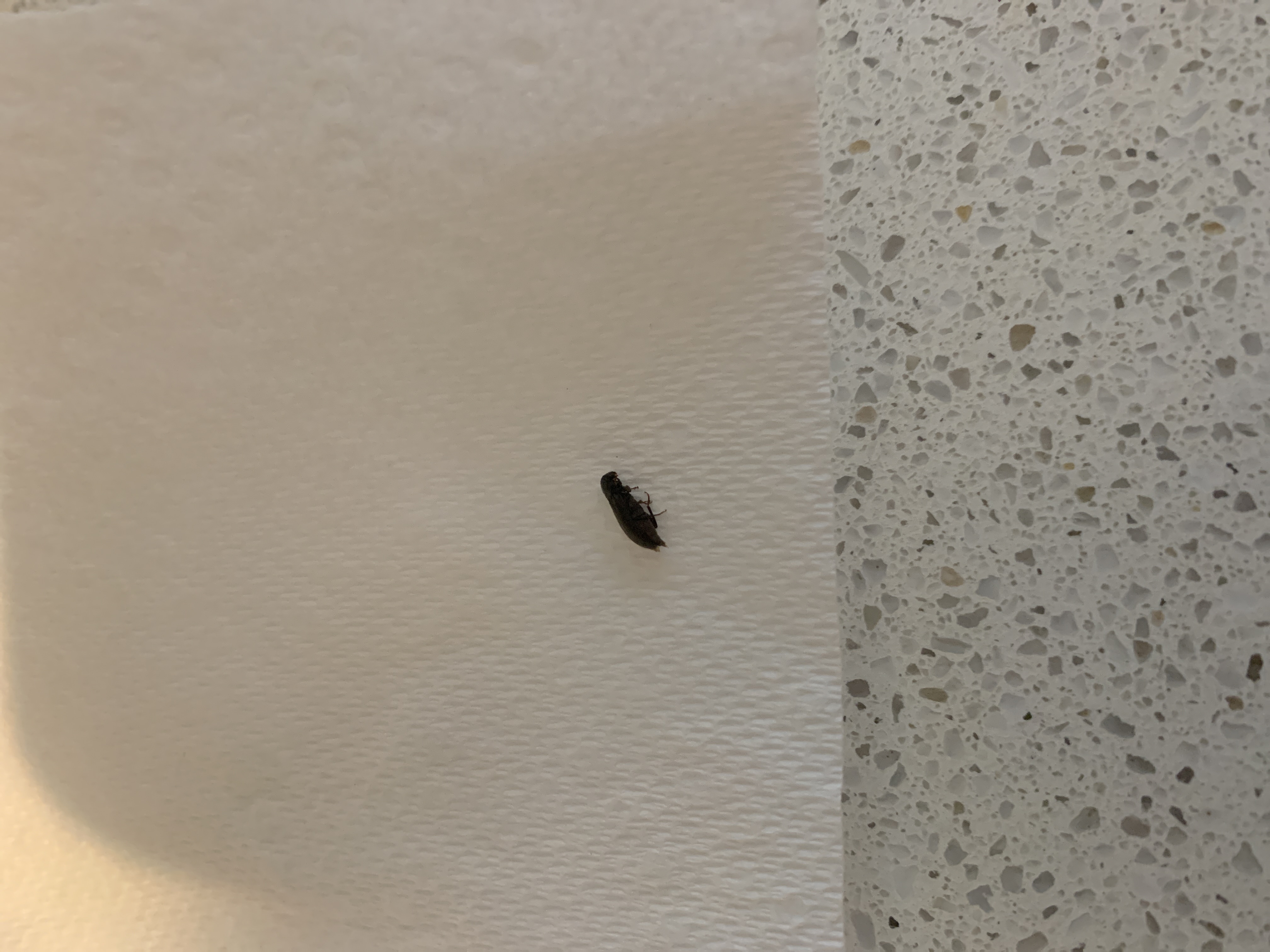 Identifying this Insect in Kitchen - Ask Extension