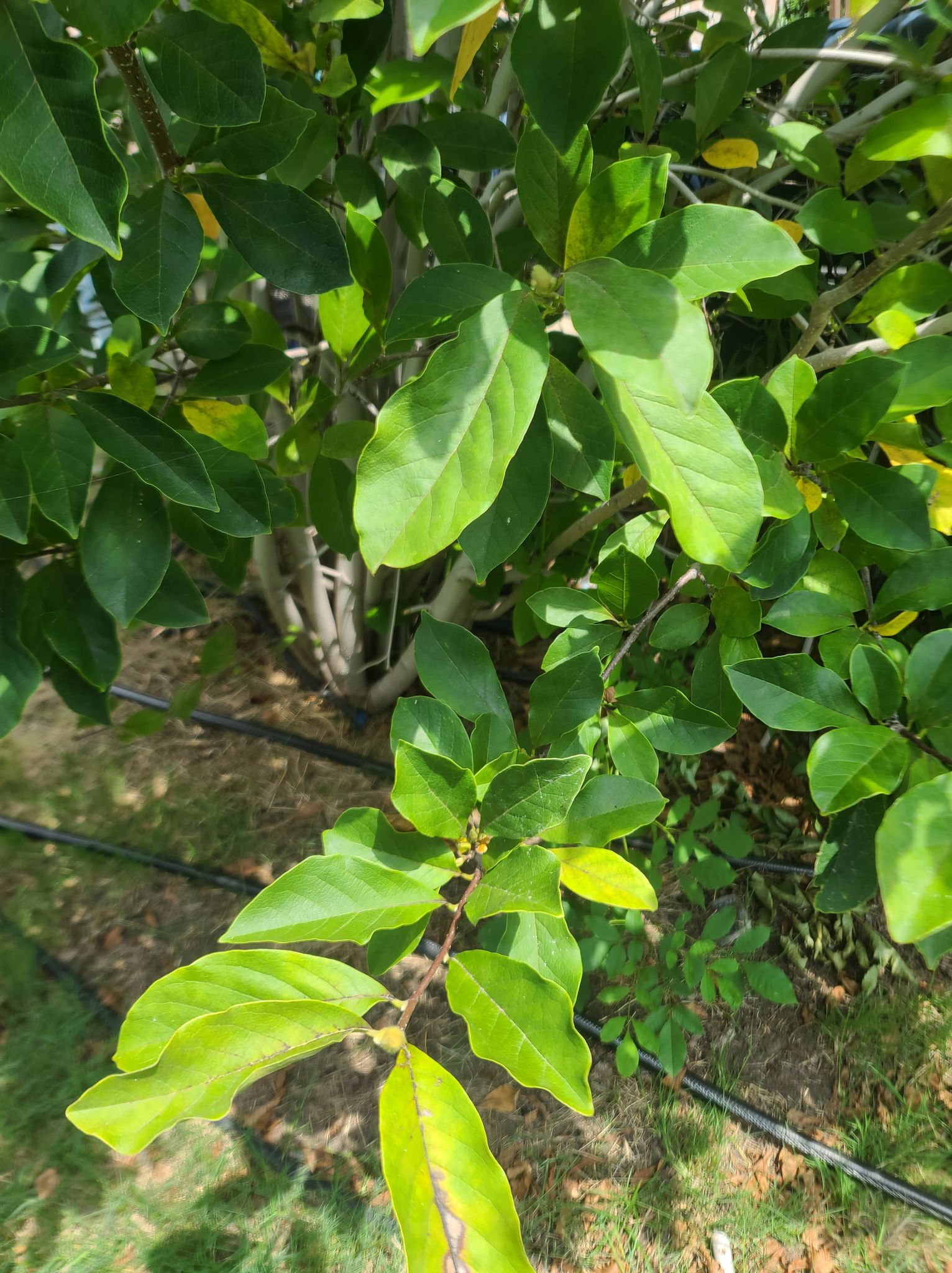 Magnolia fungus or systemic bacteria - Ask Extension