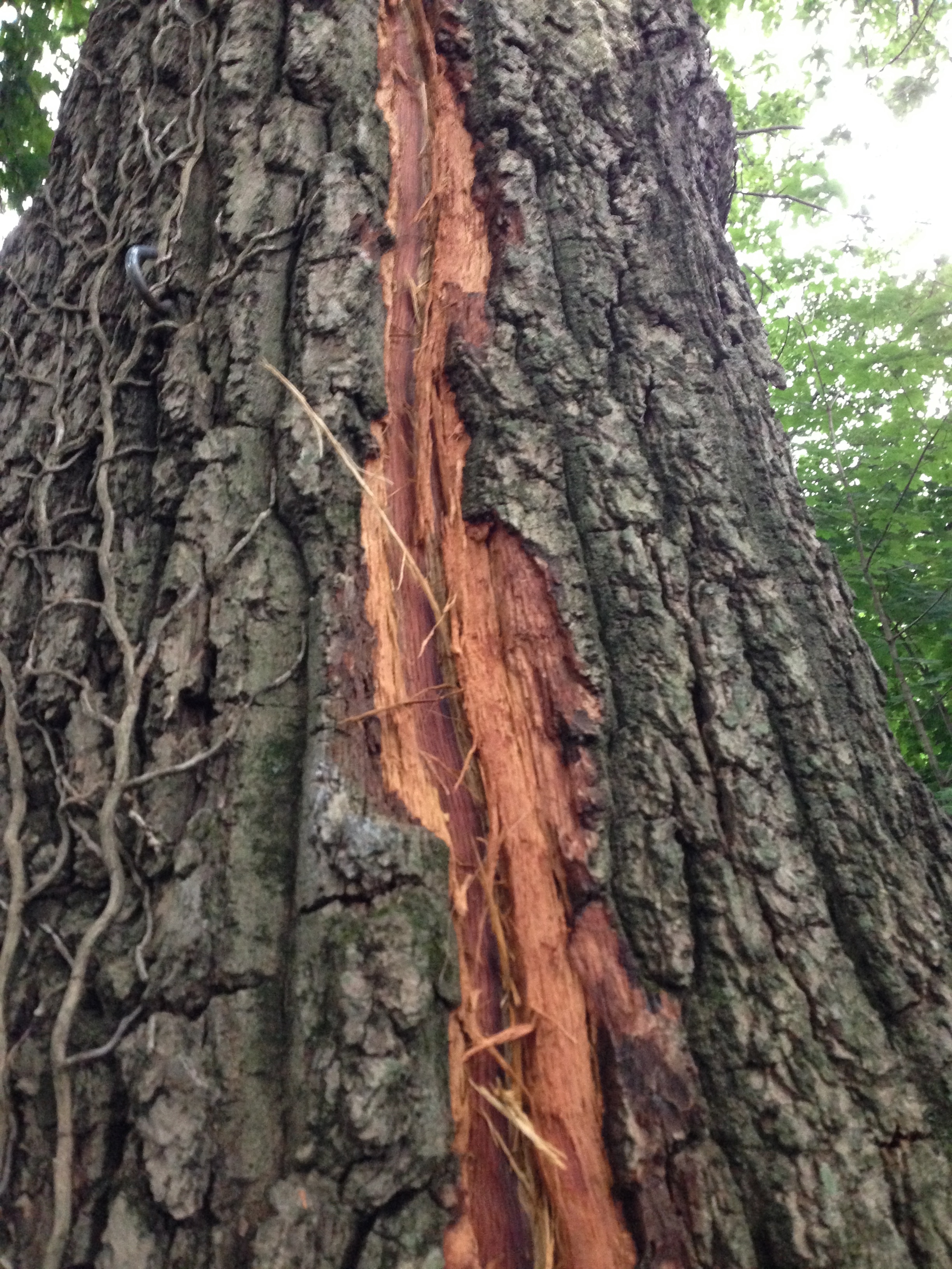 Tree struck by lightning - Ask Extension