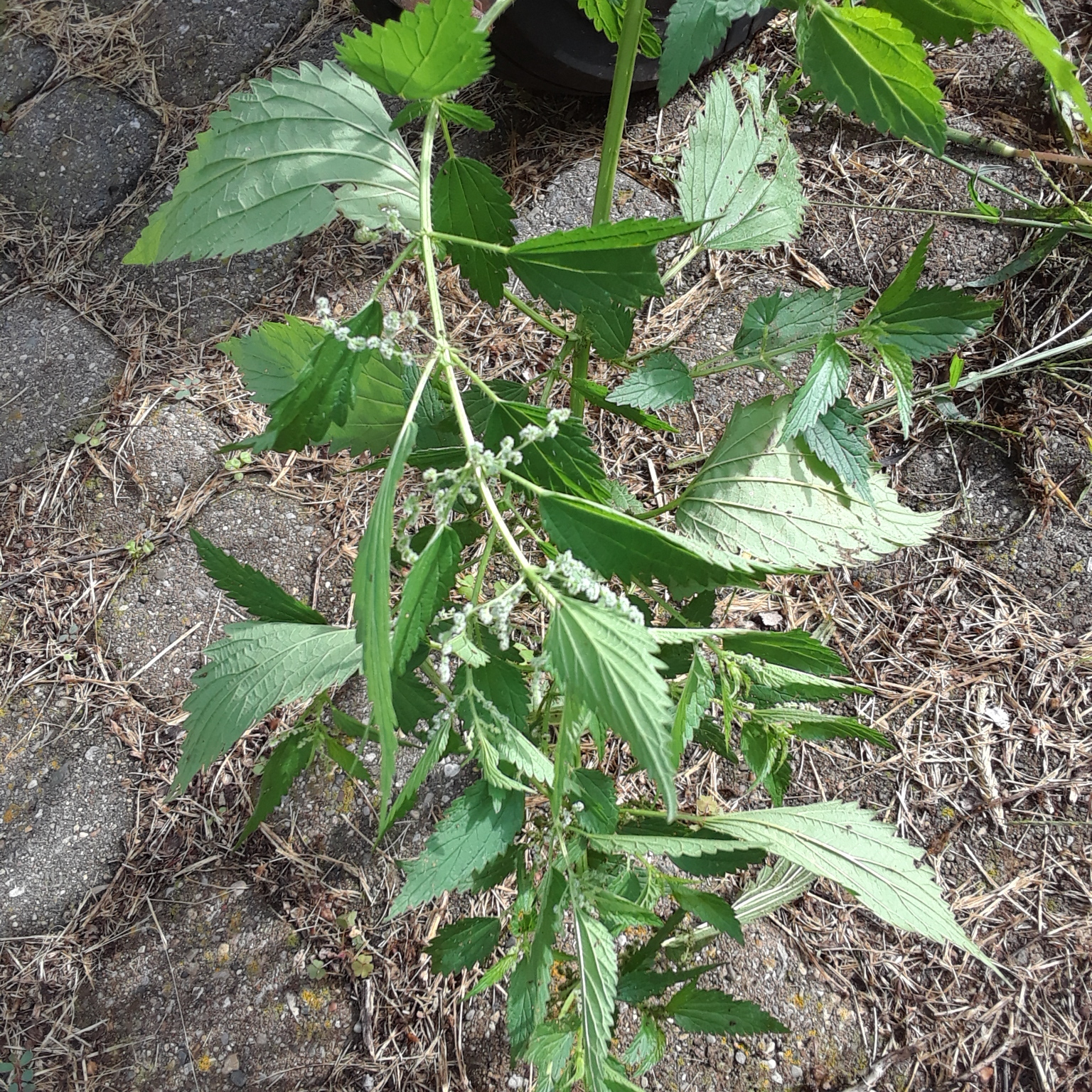 bad-weed-that-causes-blisters-ask-extension